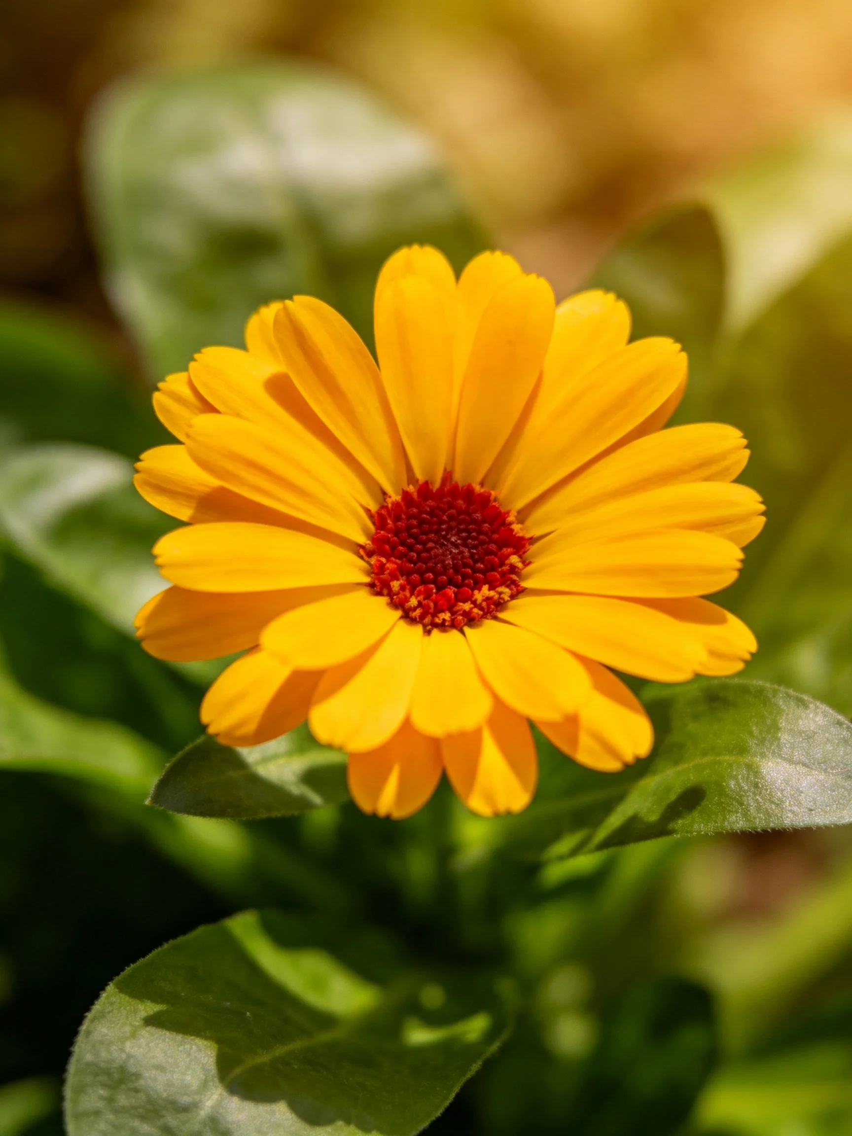 A bright yellow marigold with a red center among green leaves
