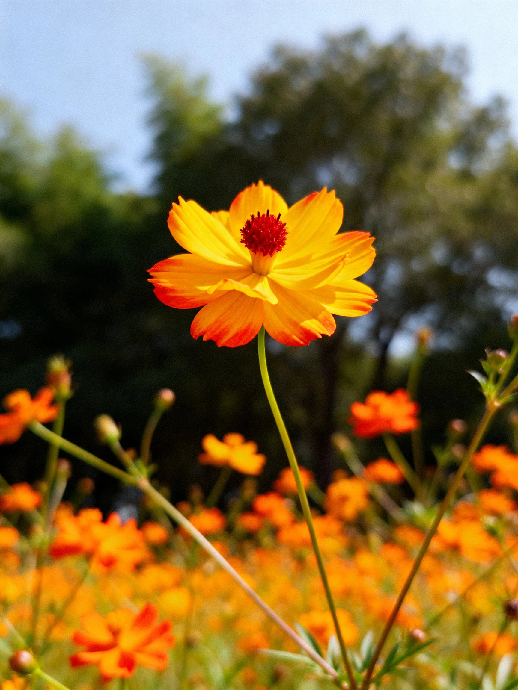A single bright yellow-orange flower is highlighted among orange blooms with green trees