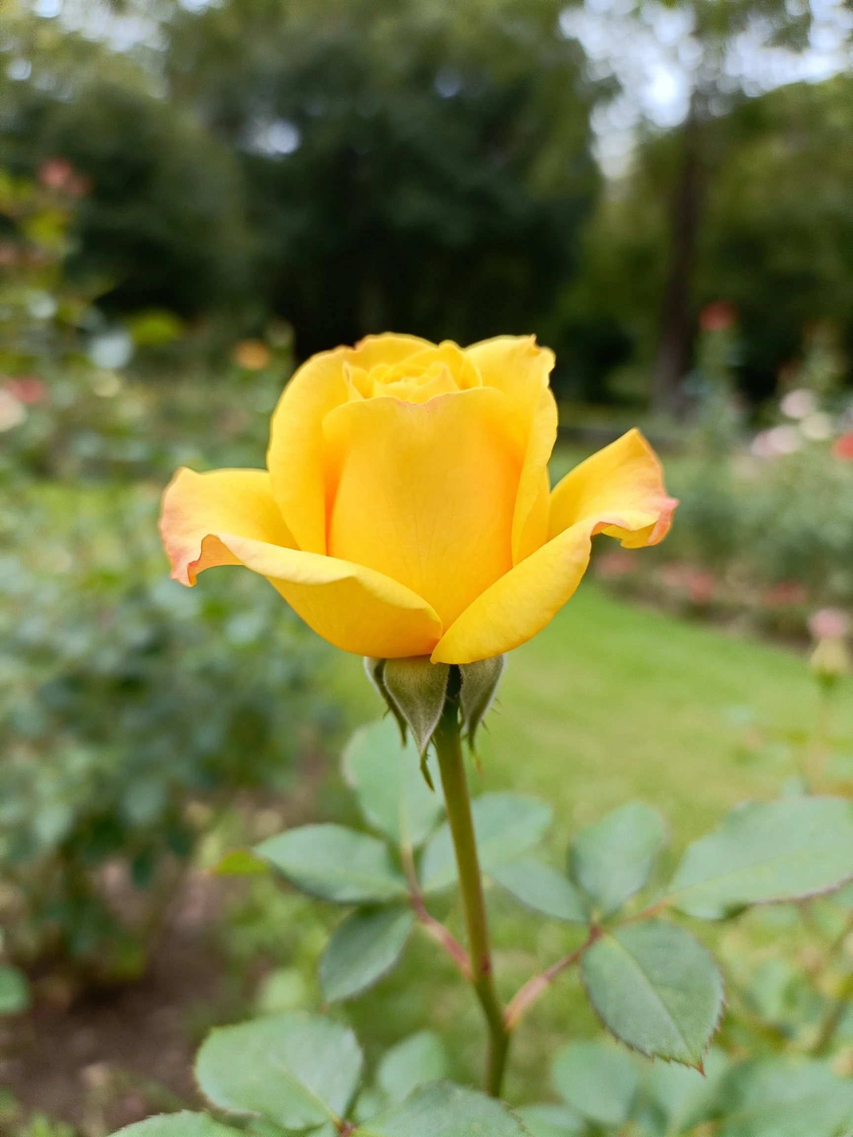 A bright yellow rose bud in a verdant garden setting