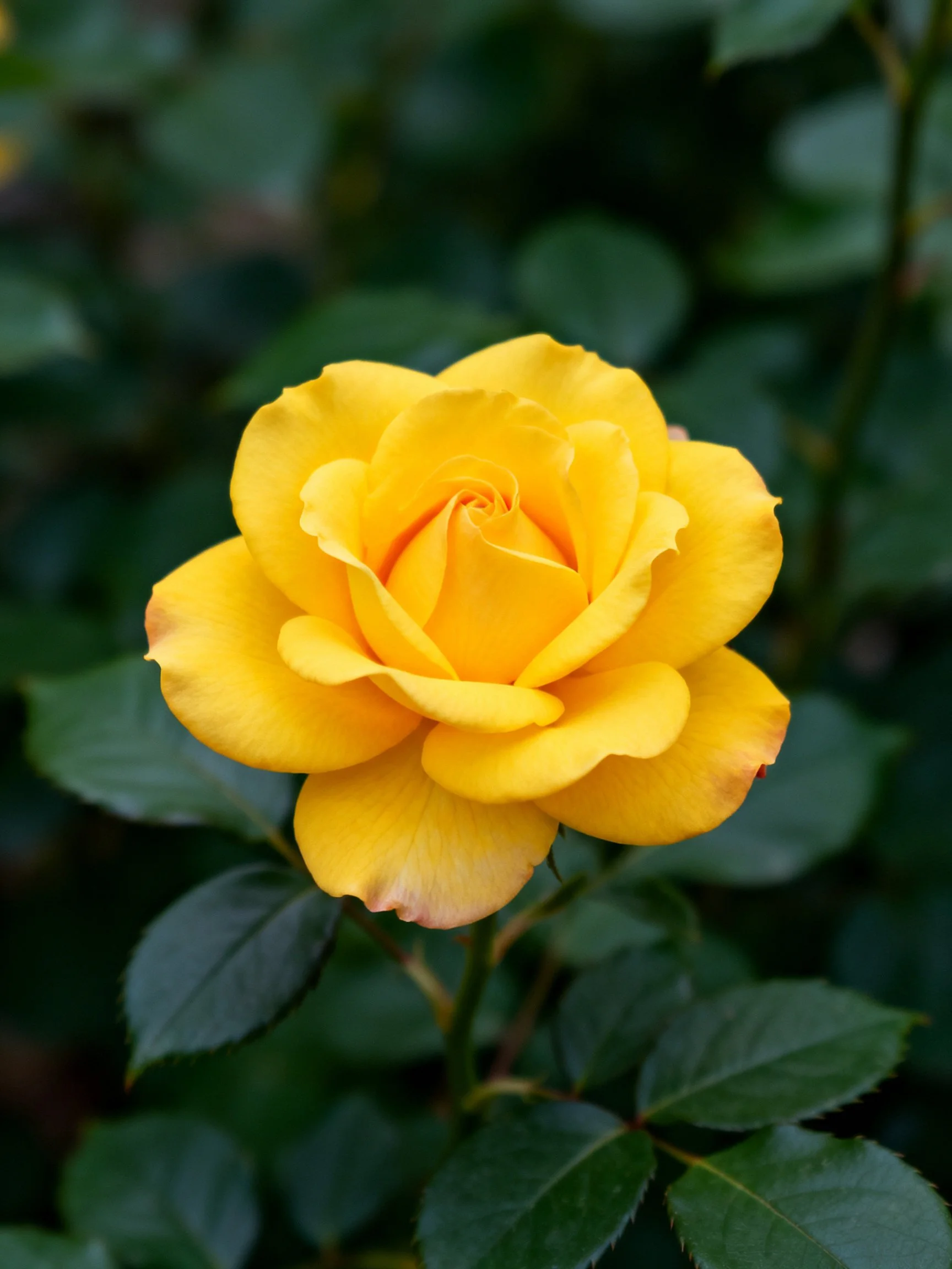 A bright yellow rose in full bloom with dark green leaves