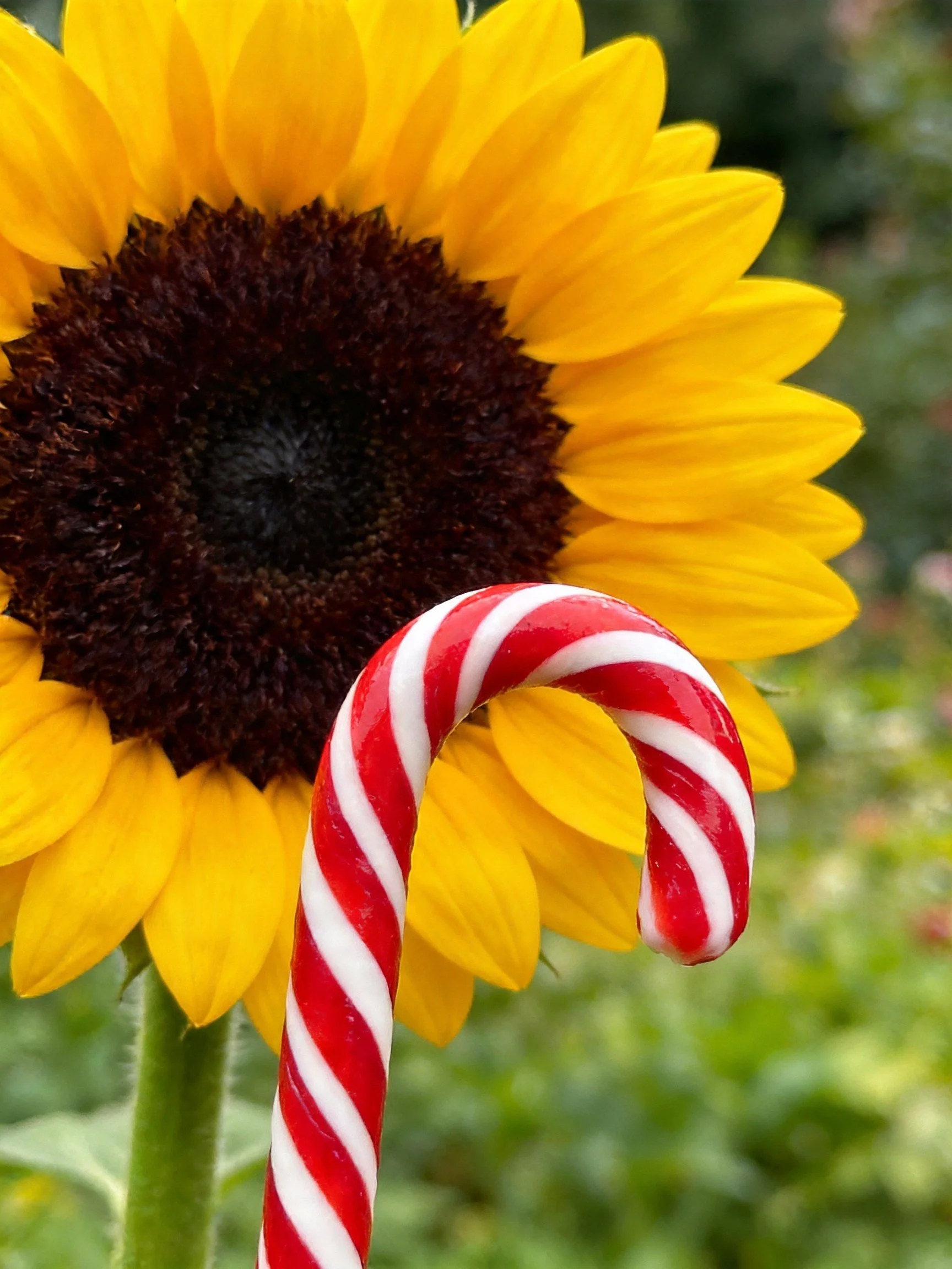 A bright yellow sunflower beside a red-and-white candy cane
