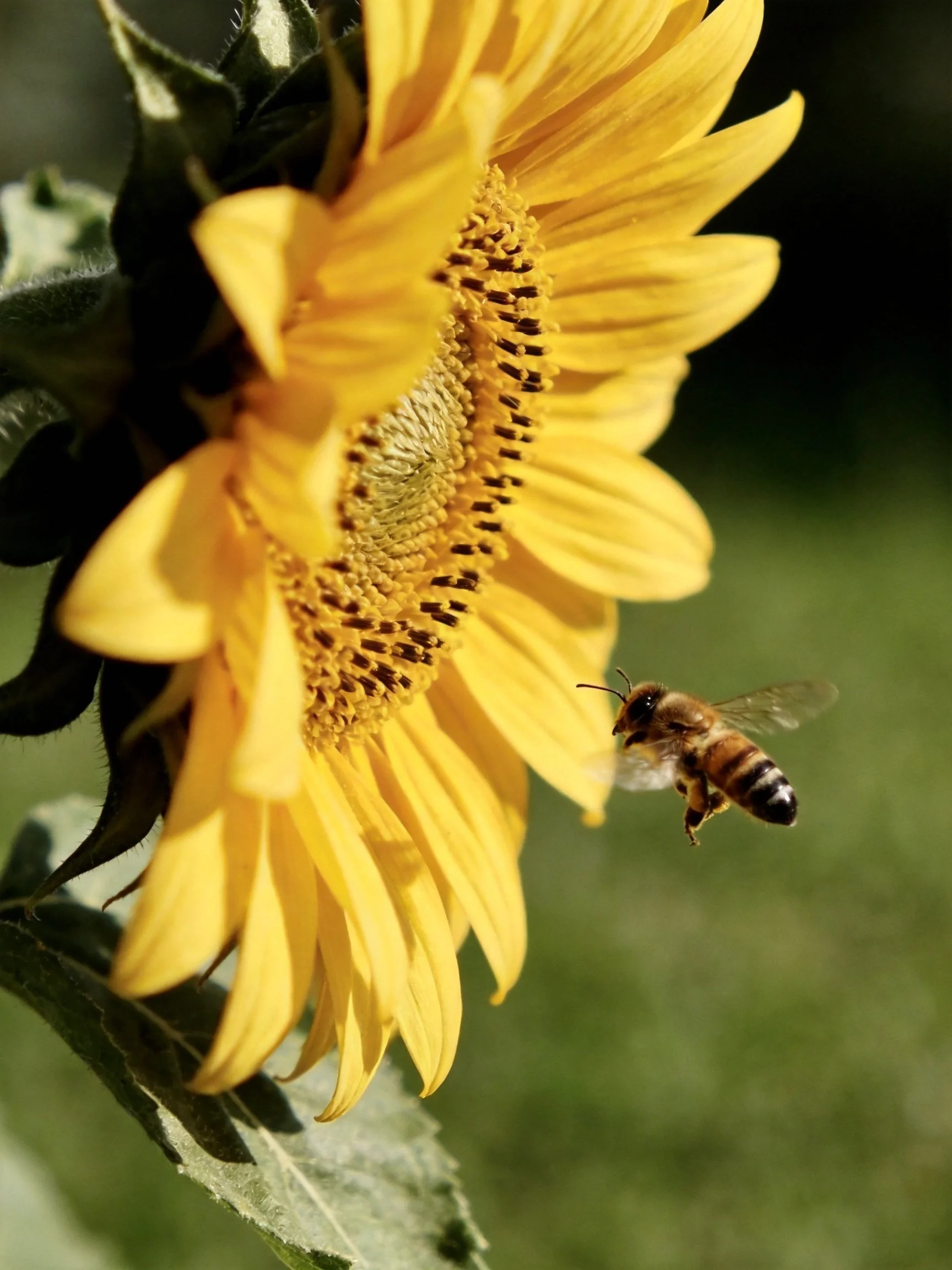 A bright yellow sunflower with a honeybee approaching