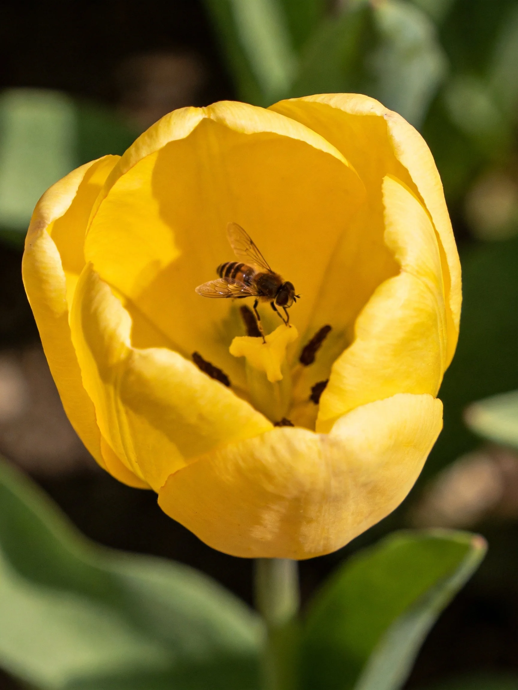 A bright yellow tulip with a bee inside