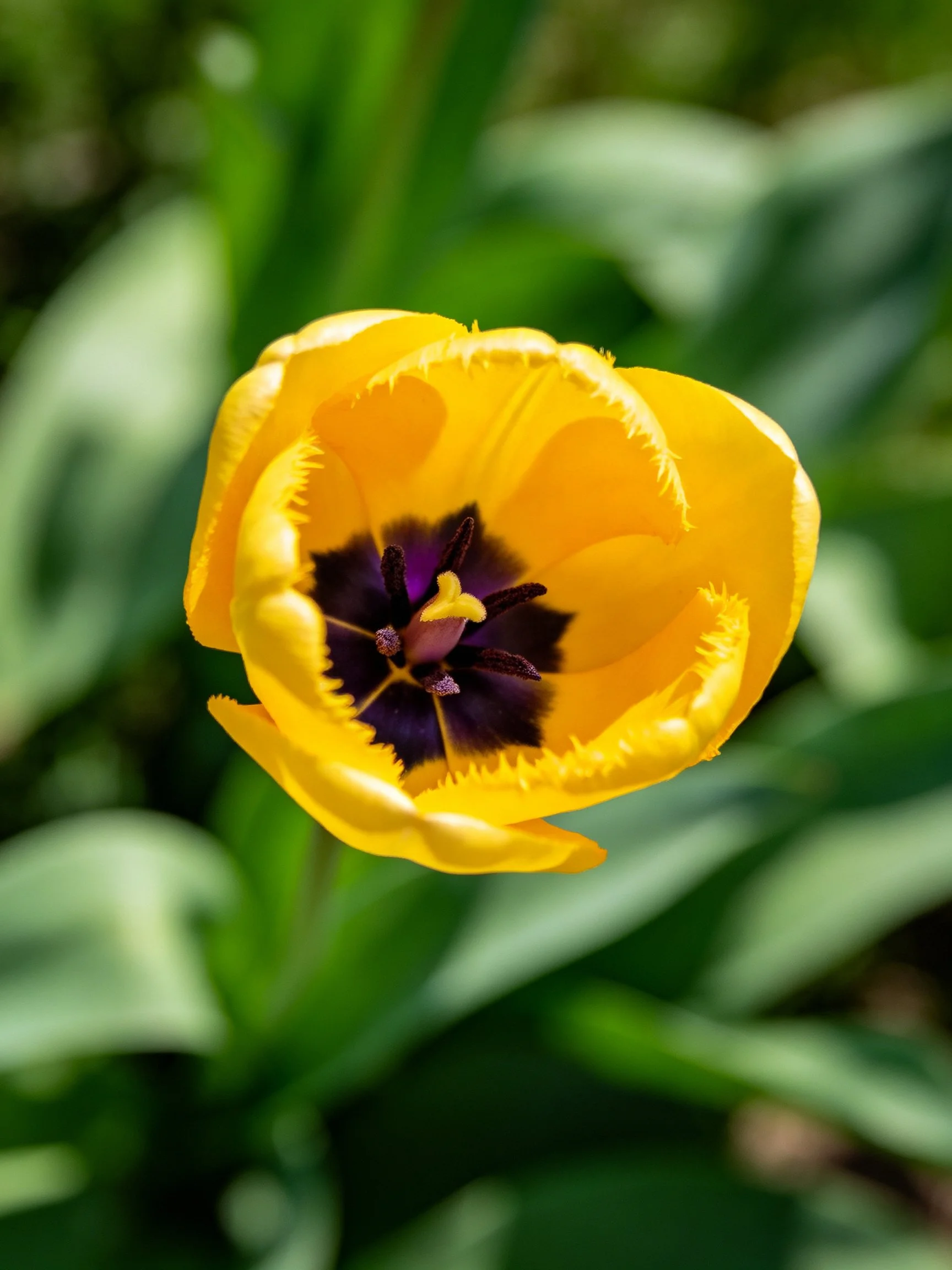 A bright yellow tulip with dark purple center, surrounded by green leaves