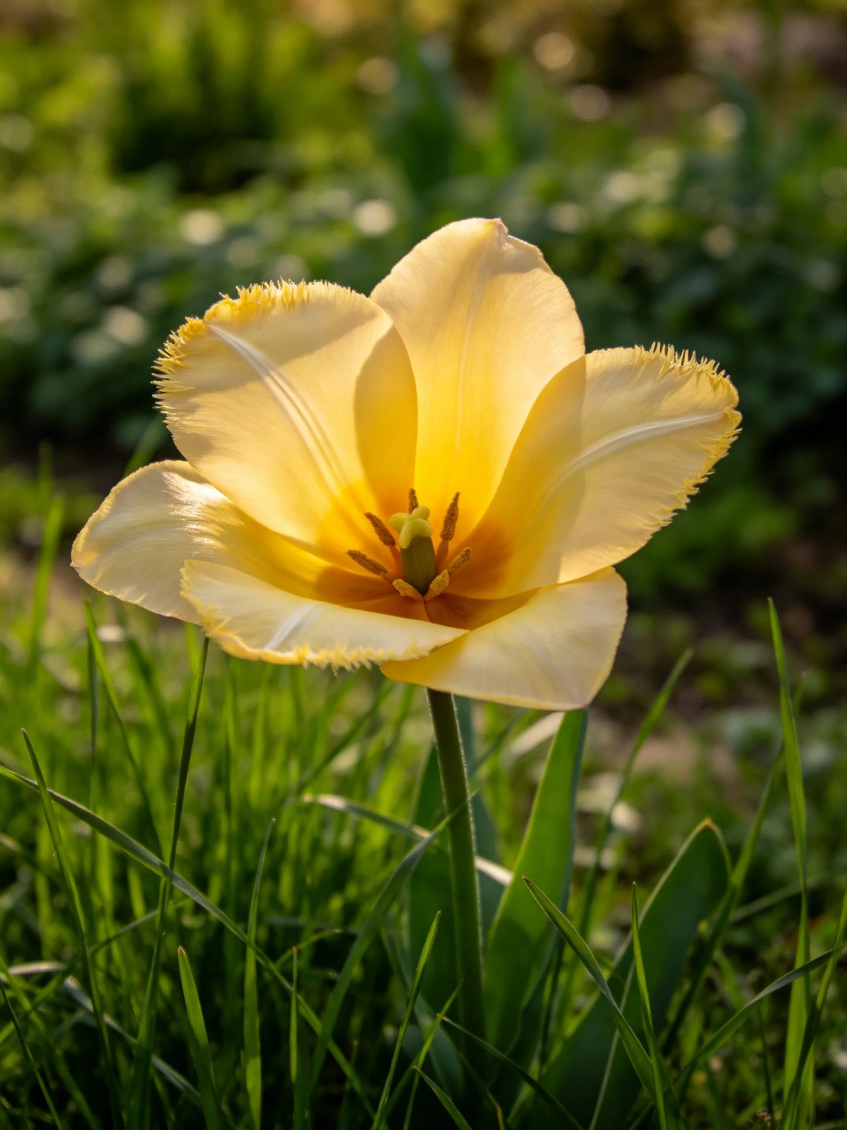 A bright yellow tulip with fringed petals in lush green surroundings