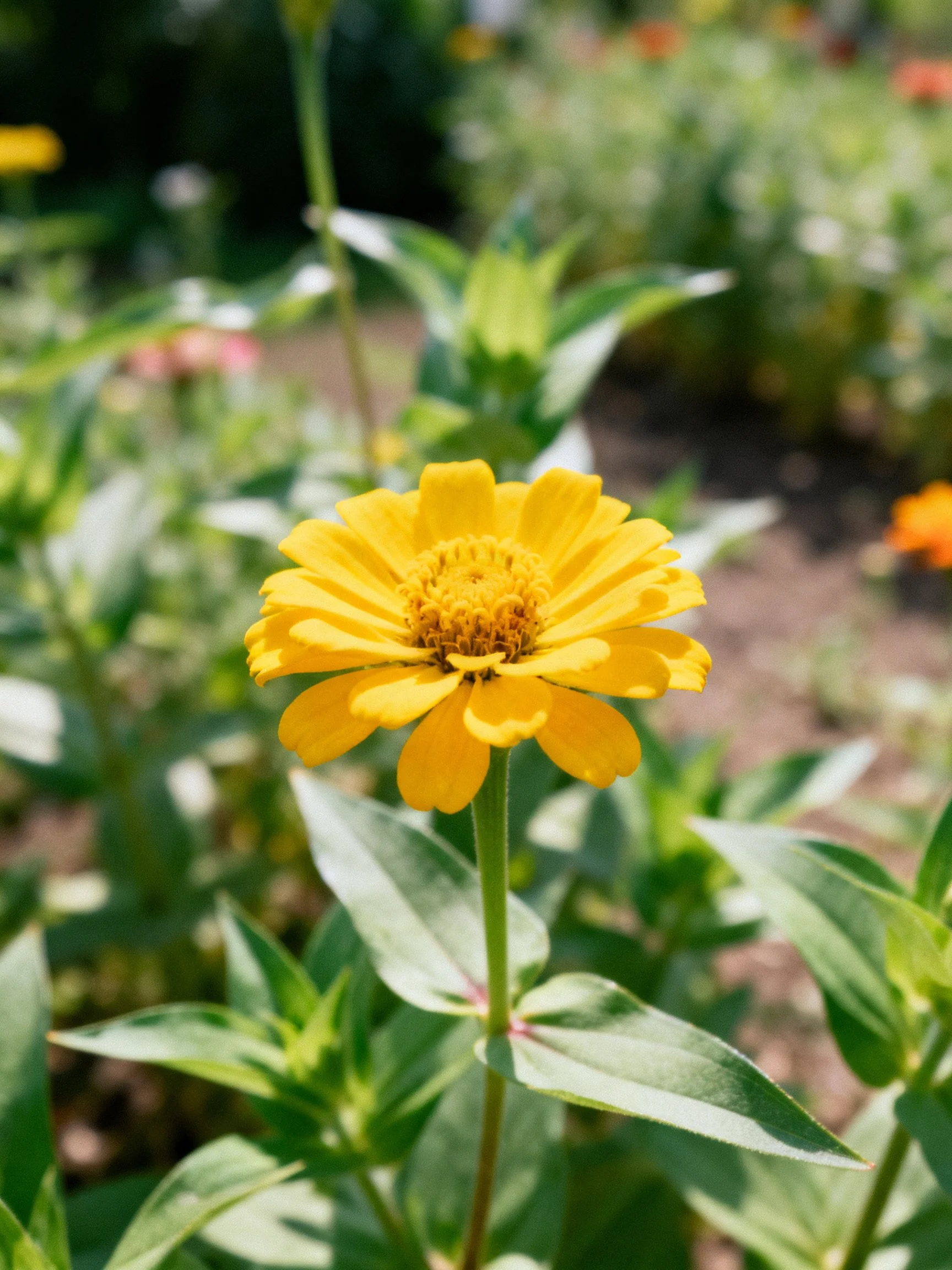 A bright yellow zinnia flower in a verdant garden
