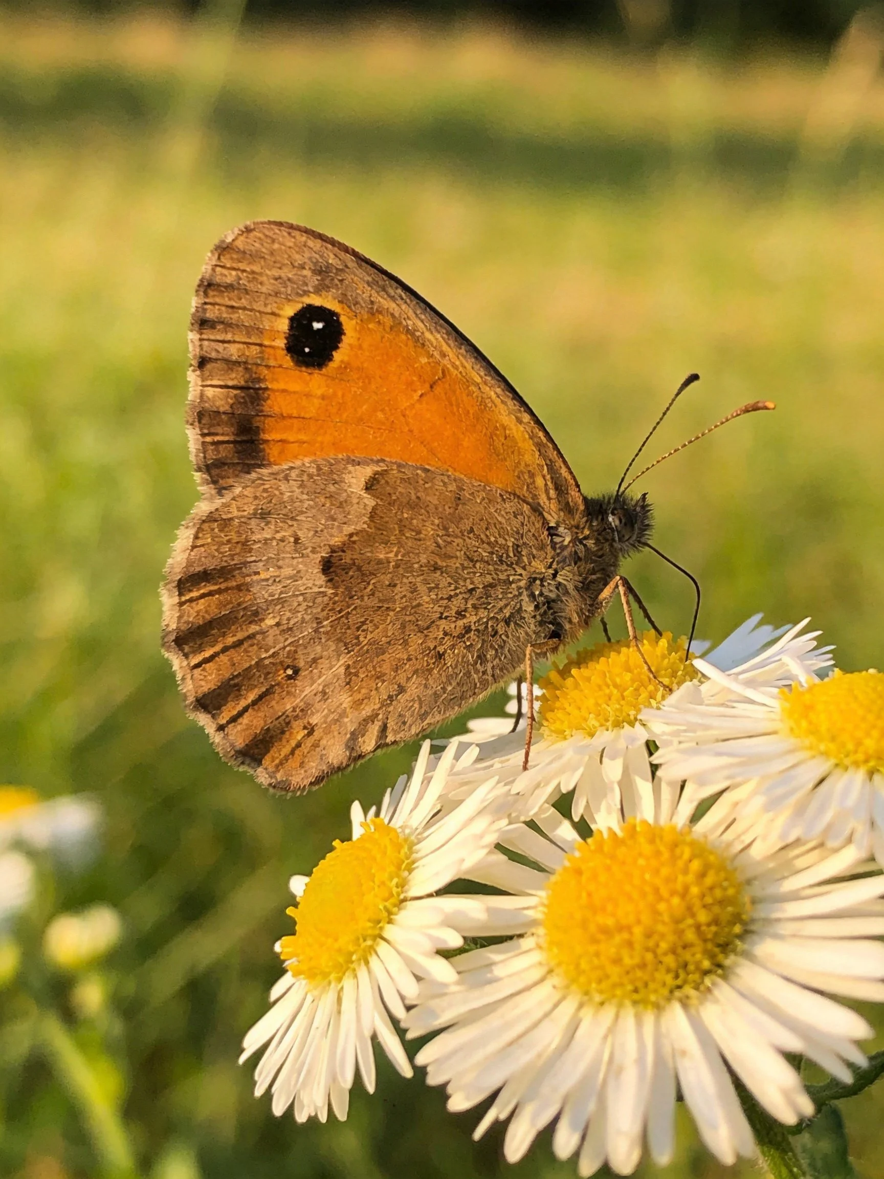 A brown and orange butterfly perched on white daisy flowers