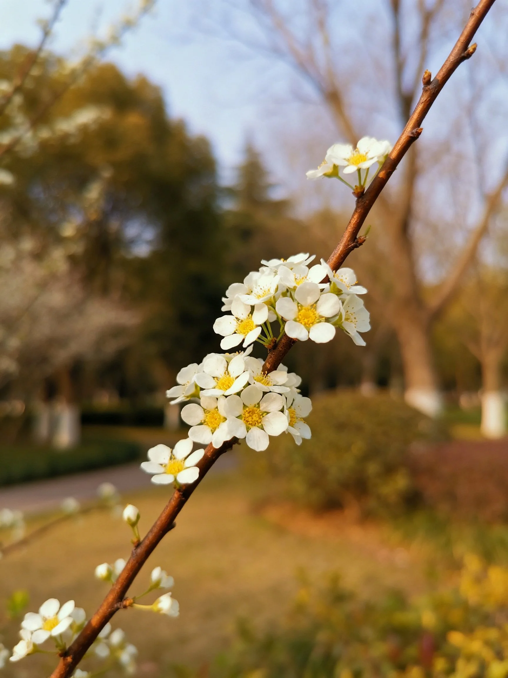 A brown branch with small white flowers and yellow centers in a park