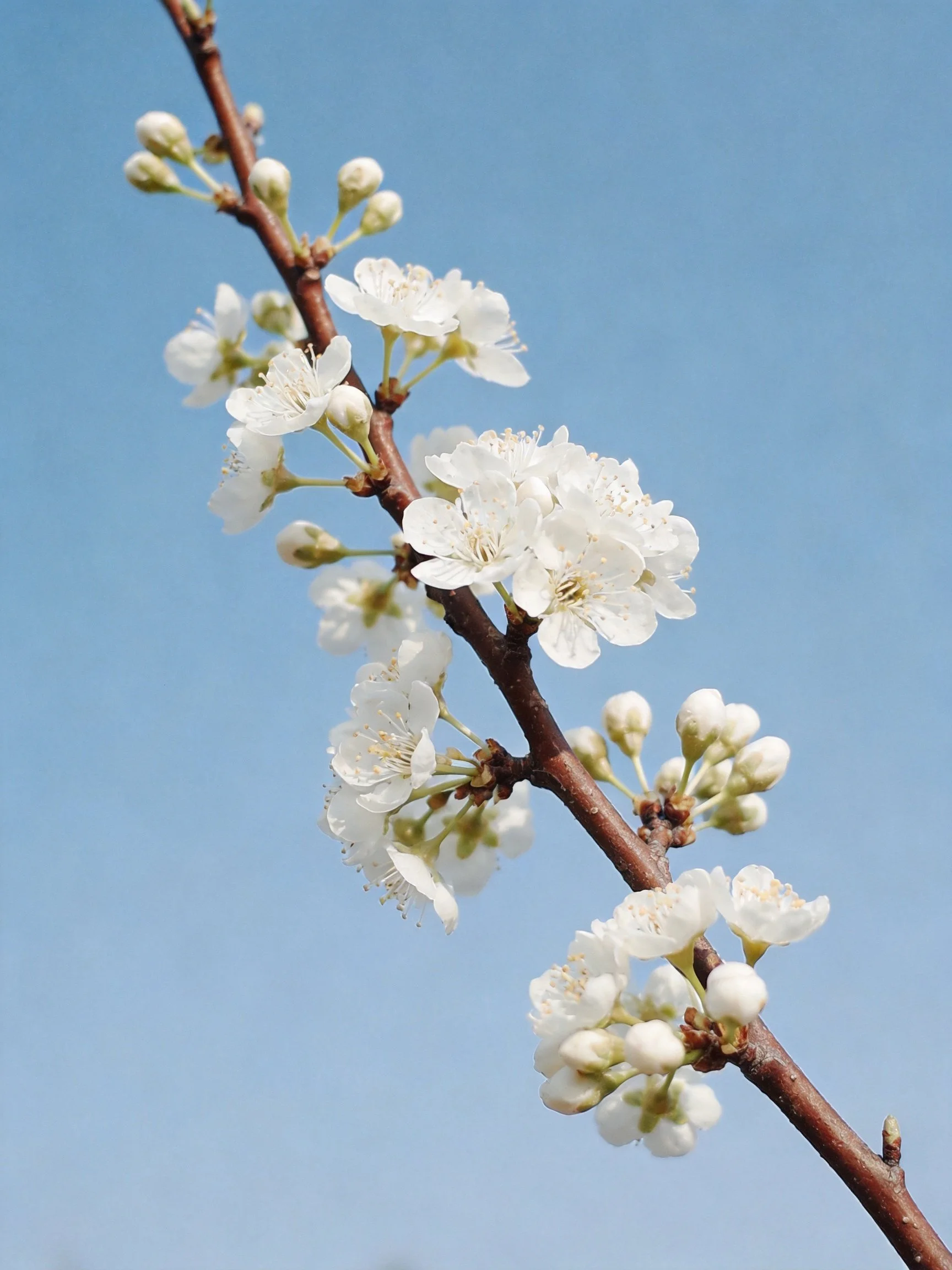 A brown branch with white blossoms against a clear blue sky