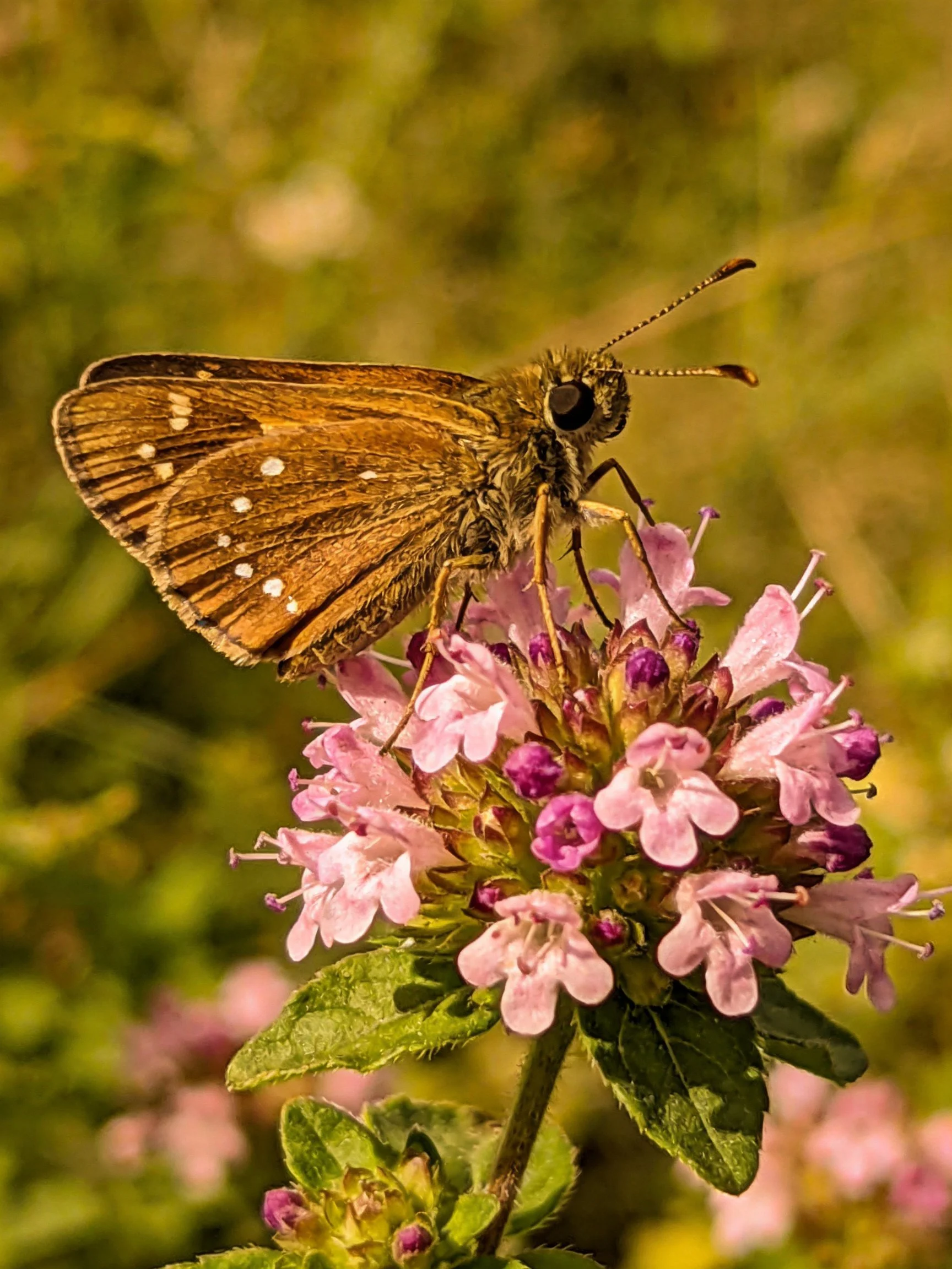 A brown butterfly perched on pink-purple flowers