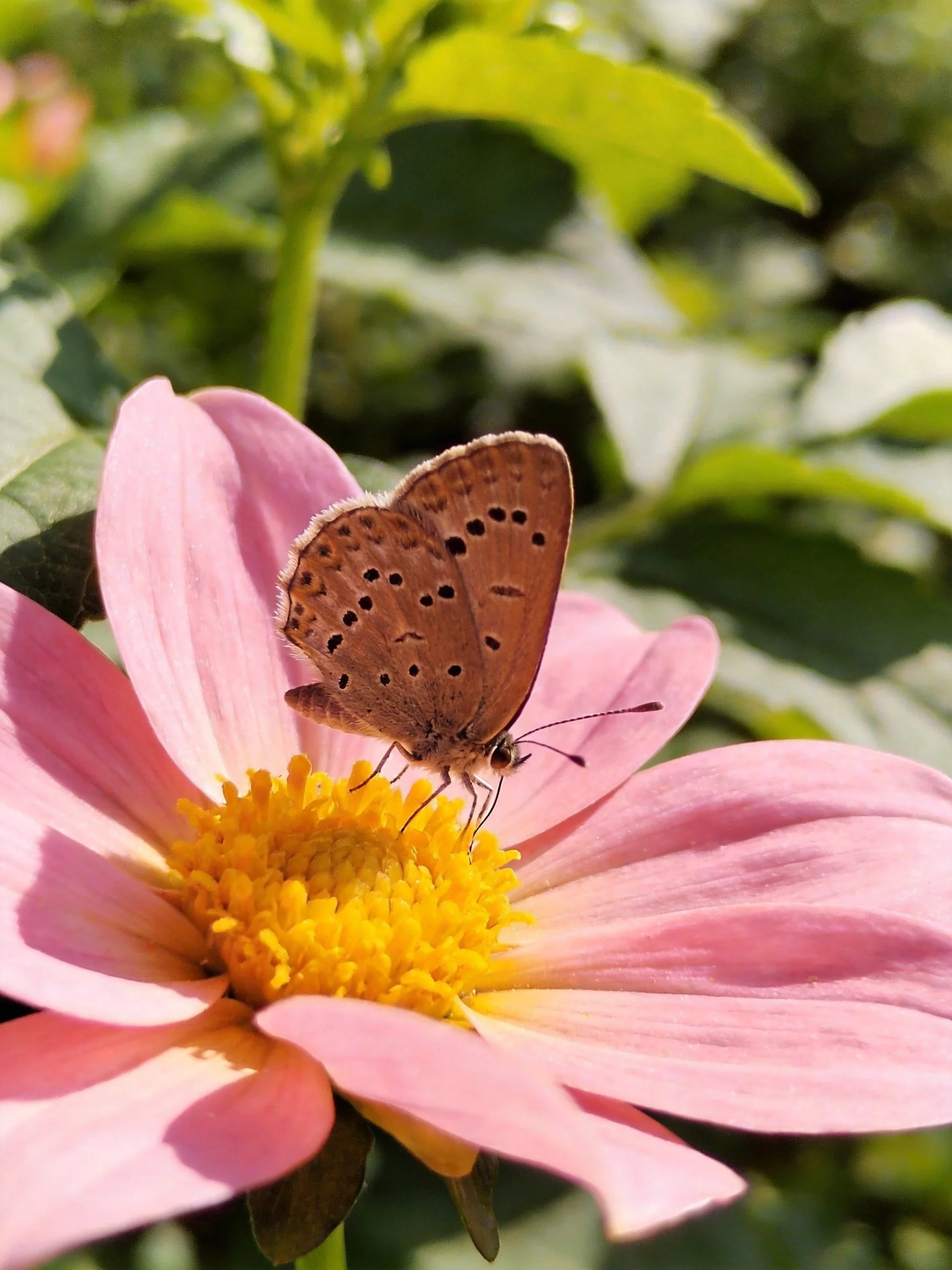 A brown butterfly perches on a pink flower with a yellow center