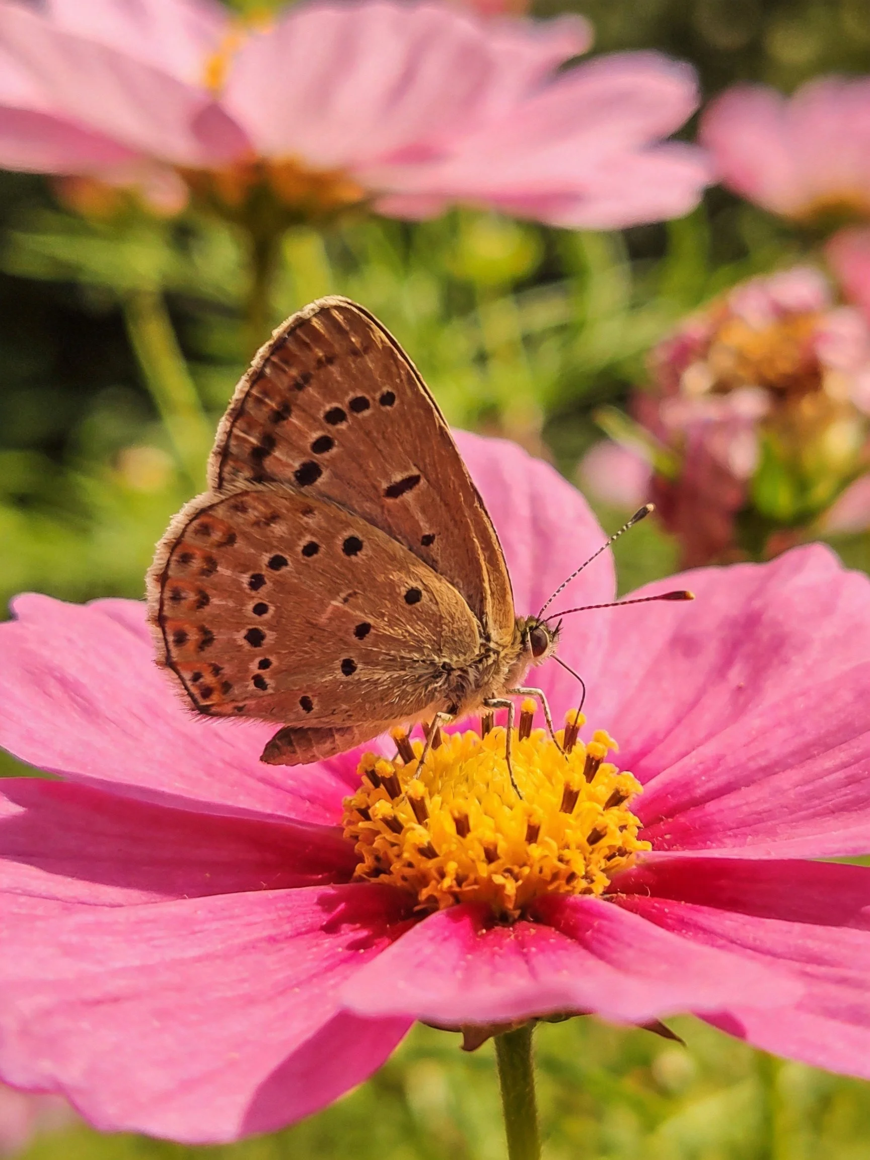 A brown butterfly perches on a vibrant pink flower