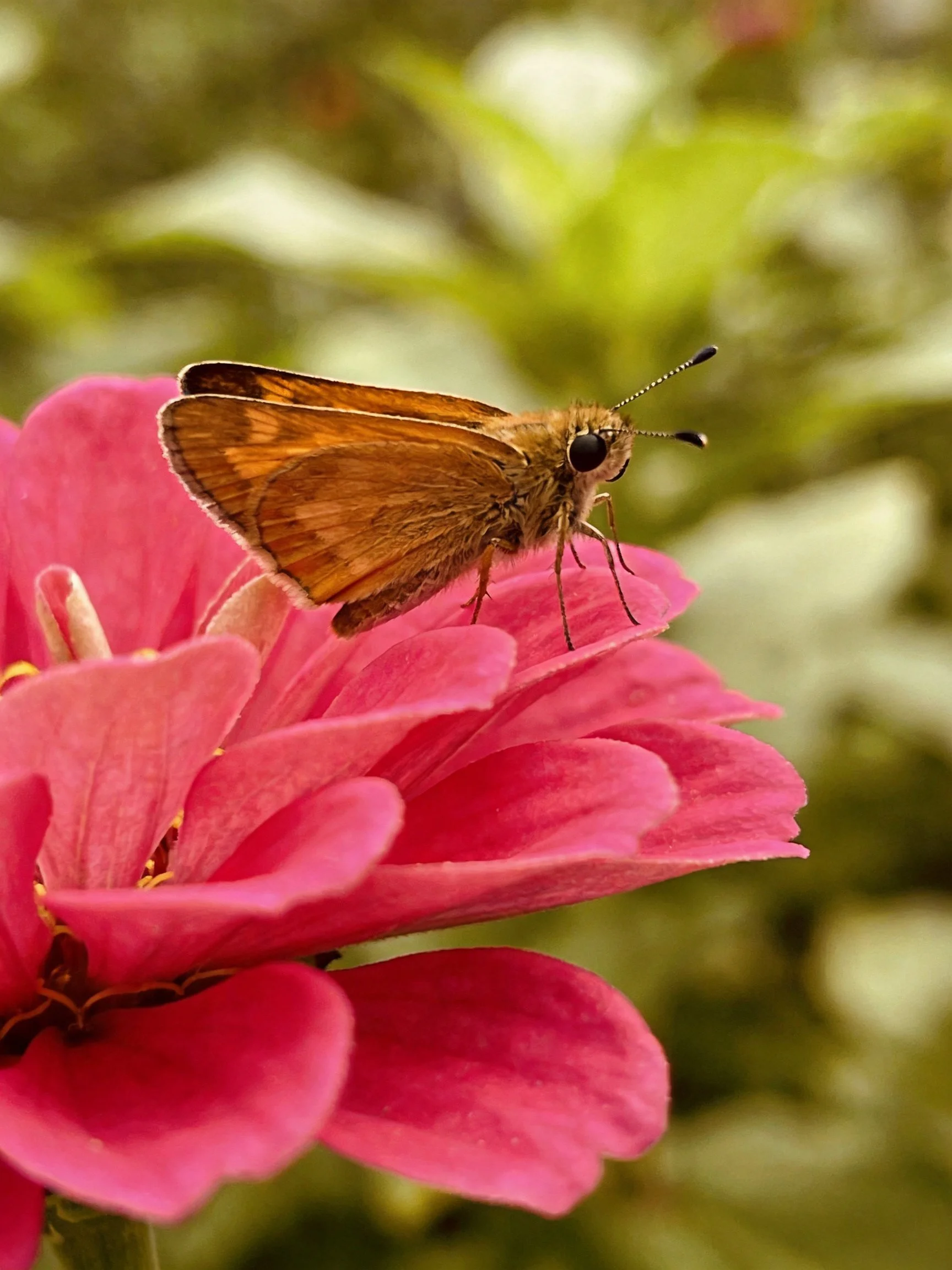 A brown butterfly perches on a vibrant pink flower