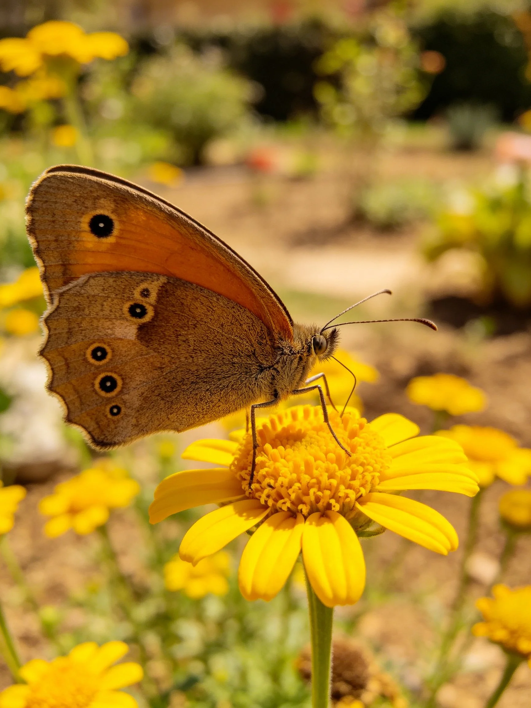 A brown butterfly perches on a vibrant yellow flower