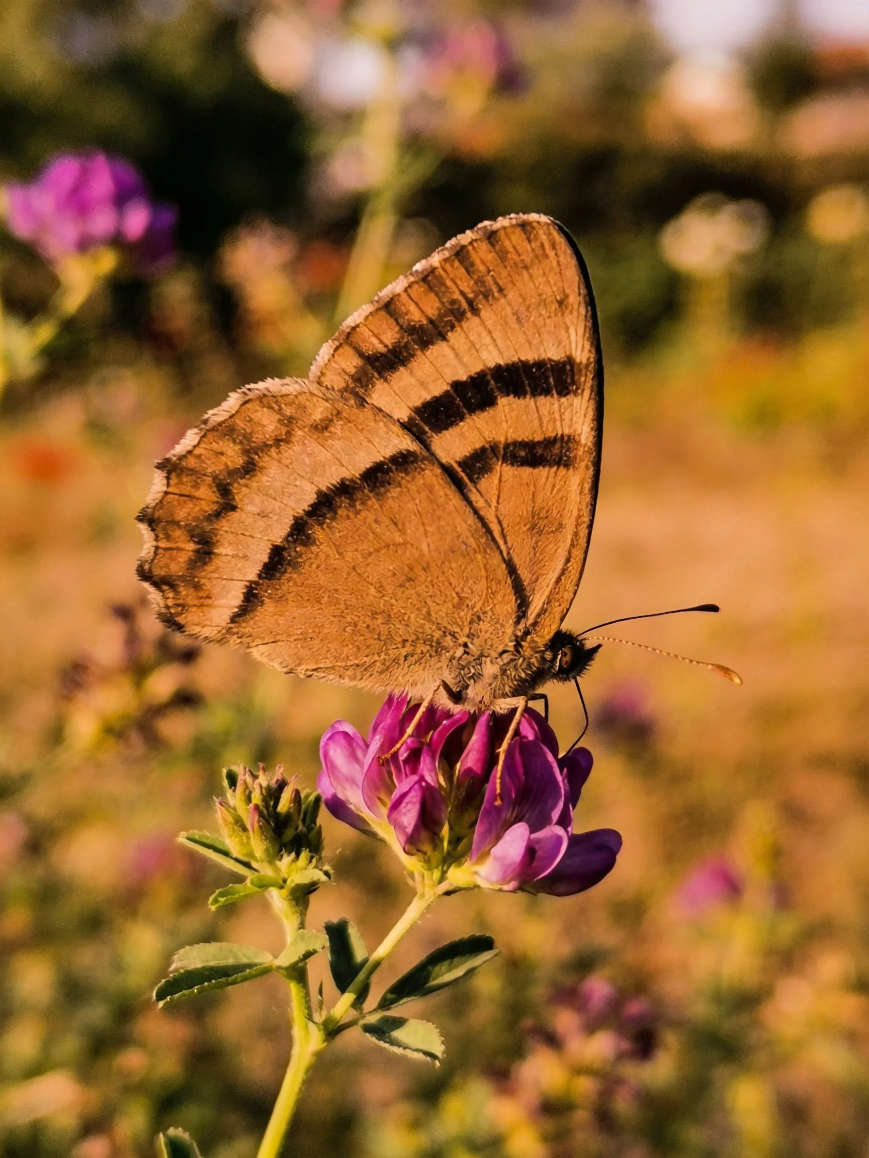 A brown butterfly with black wing stripes perched on purple flowers