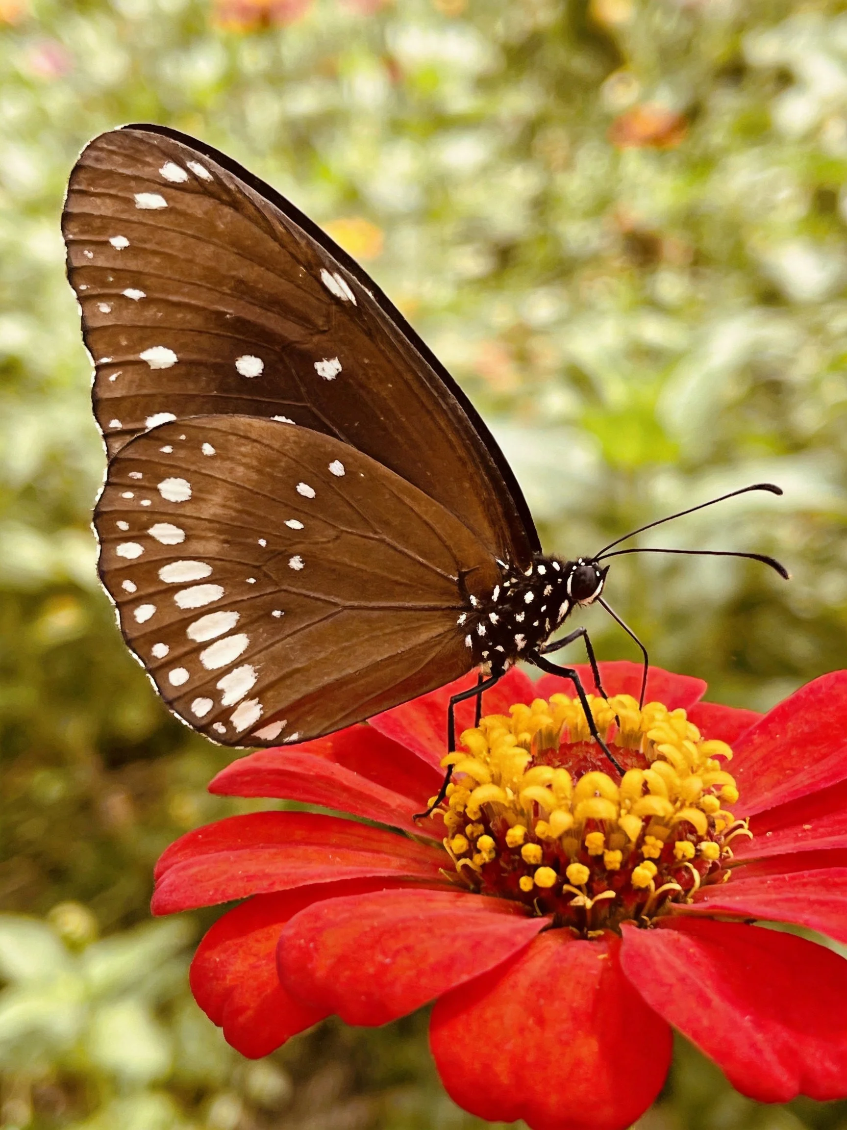 A brown-spotted butterfly perched on a vibrant red flower