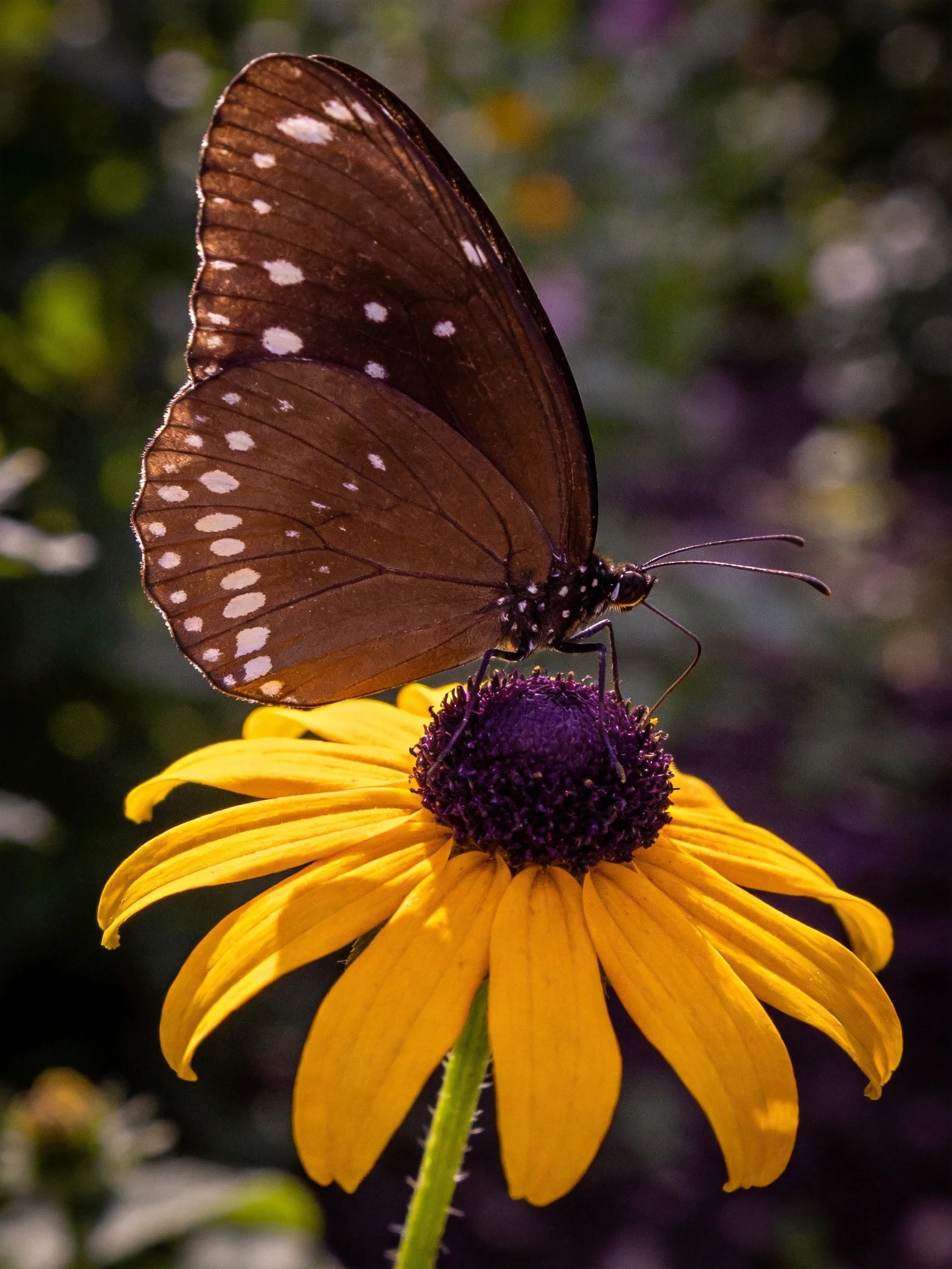 A brown-spotted butterfly perched on a yellow flower with a purple center