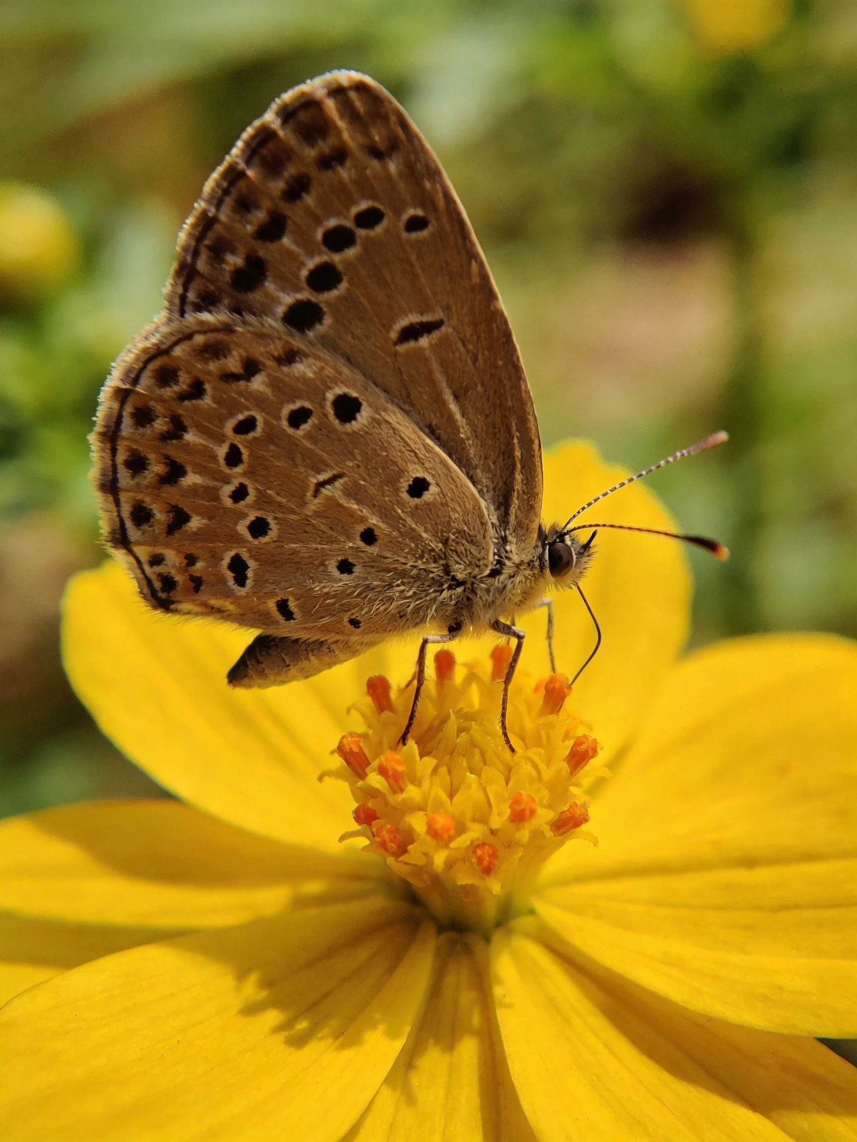 A brown-spotted butterfly perches on a bright yellow flower