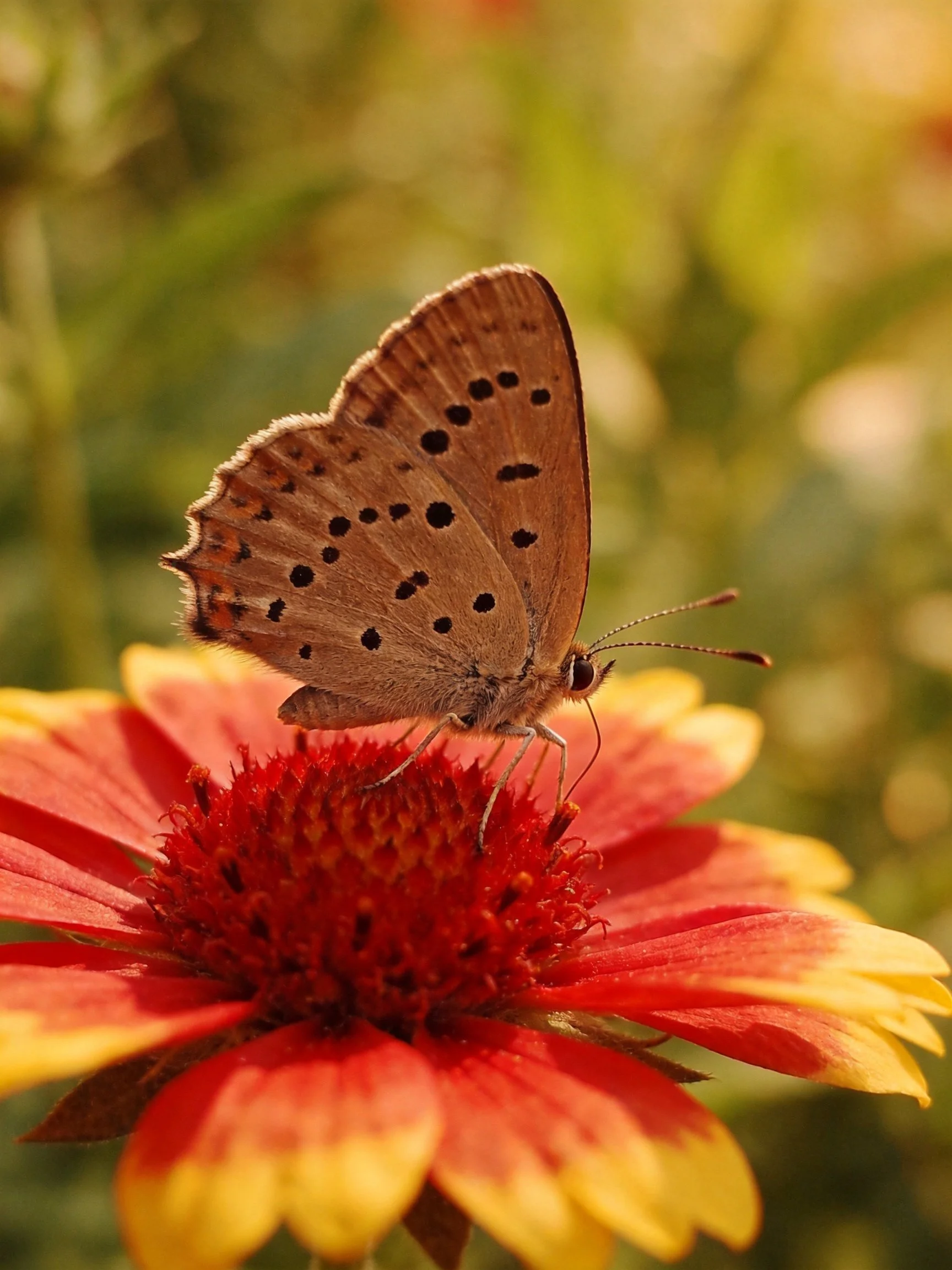 A brown-spotted butterfly perches on a red-yellow flower
