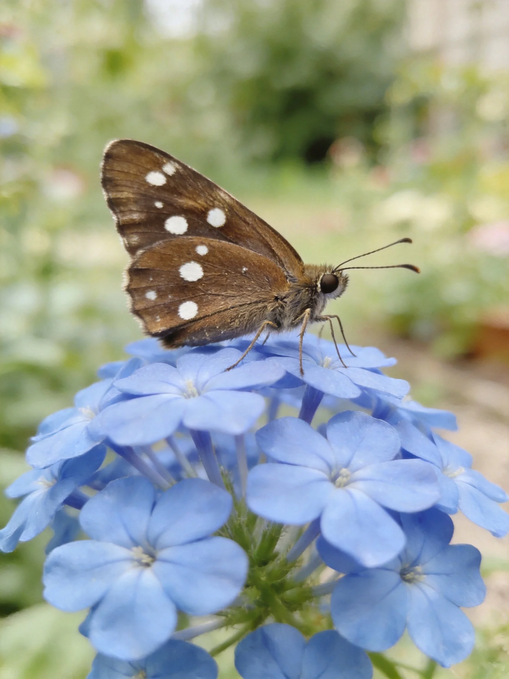 A brown-spotted butterfly perches on vibrant blue flowers
