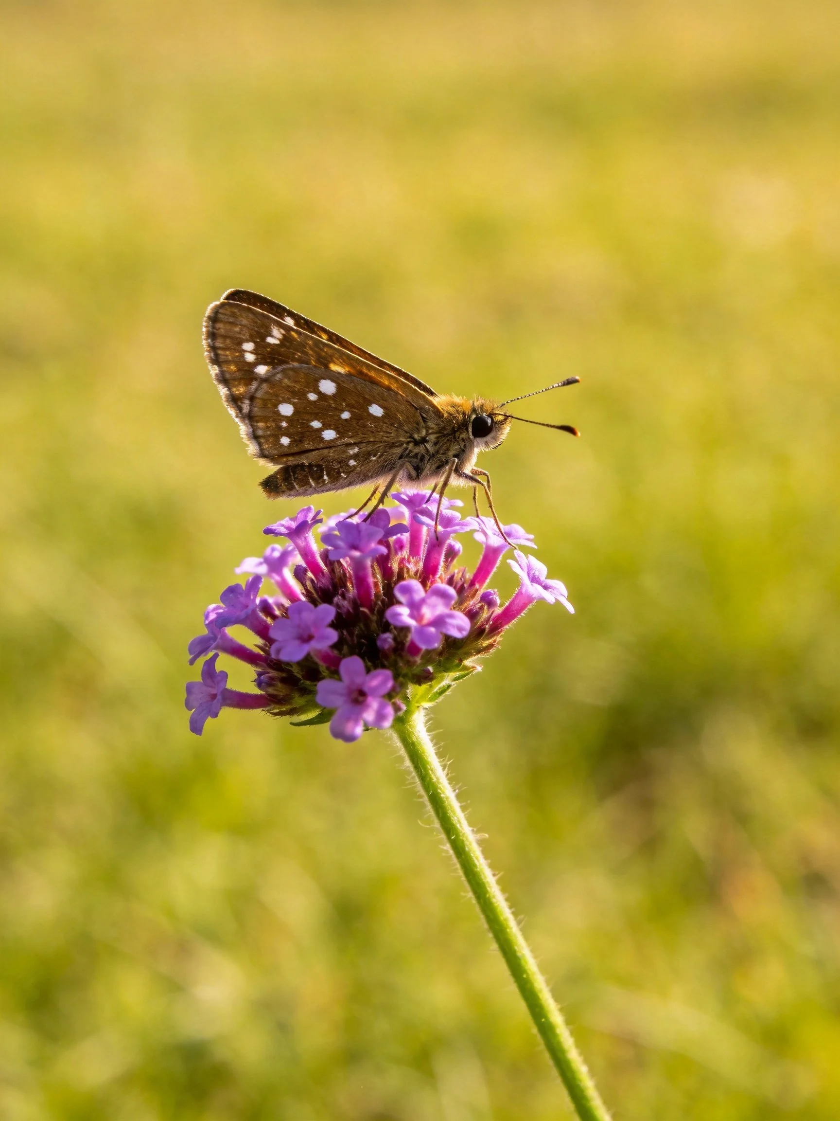 A brown-spotted butterfly perches on vibrant purple flowers