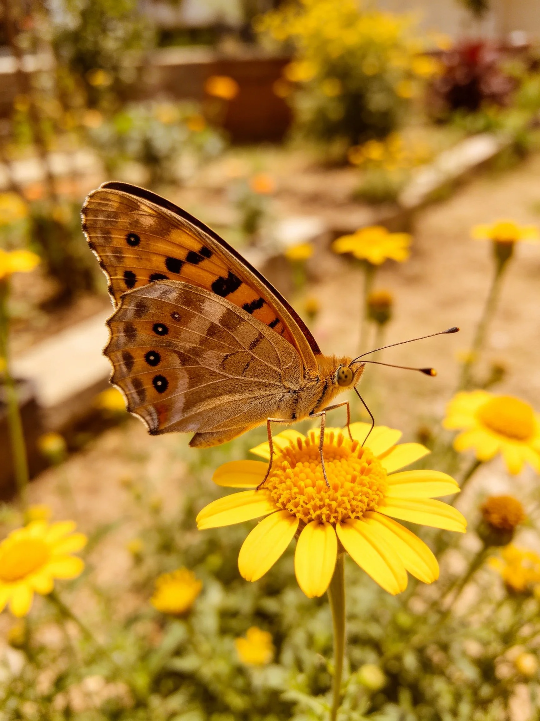 A brown-spotted butterfly rests on a bright yellow flower