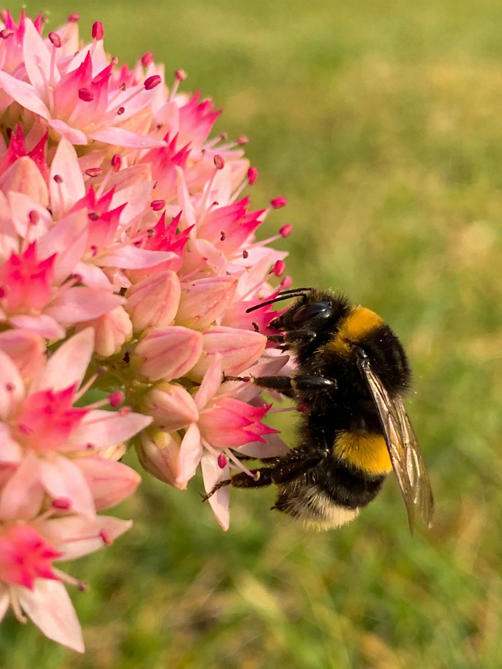 A bumblebee gathering pollen from clustered pink blooms