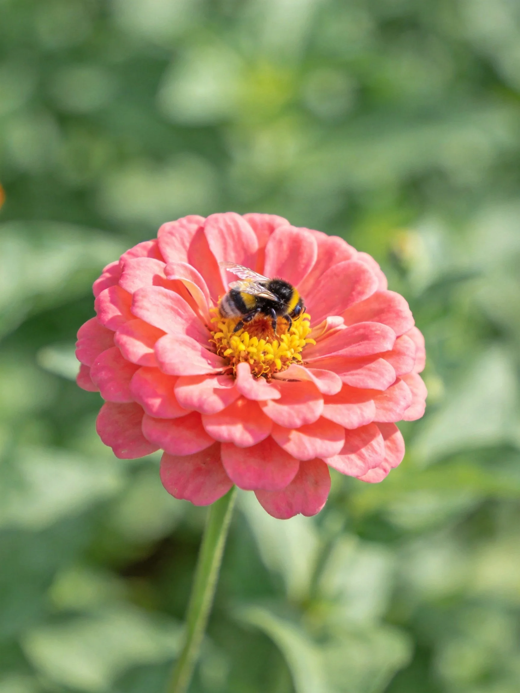 A bumblebee gathers nectar from a vibrant pink zinnia