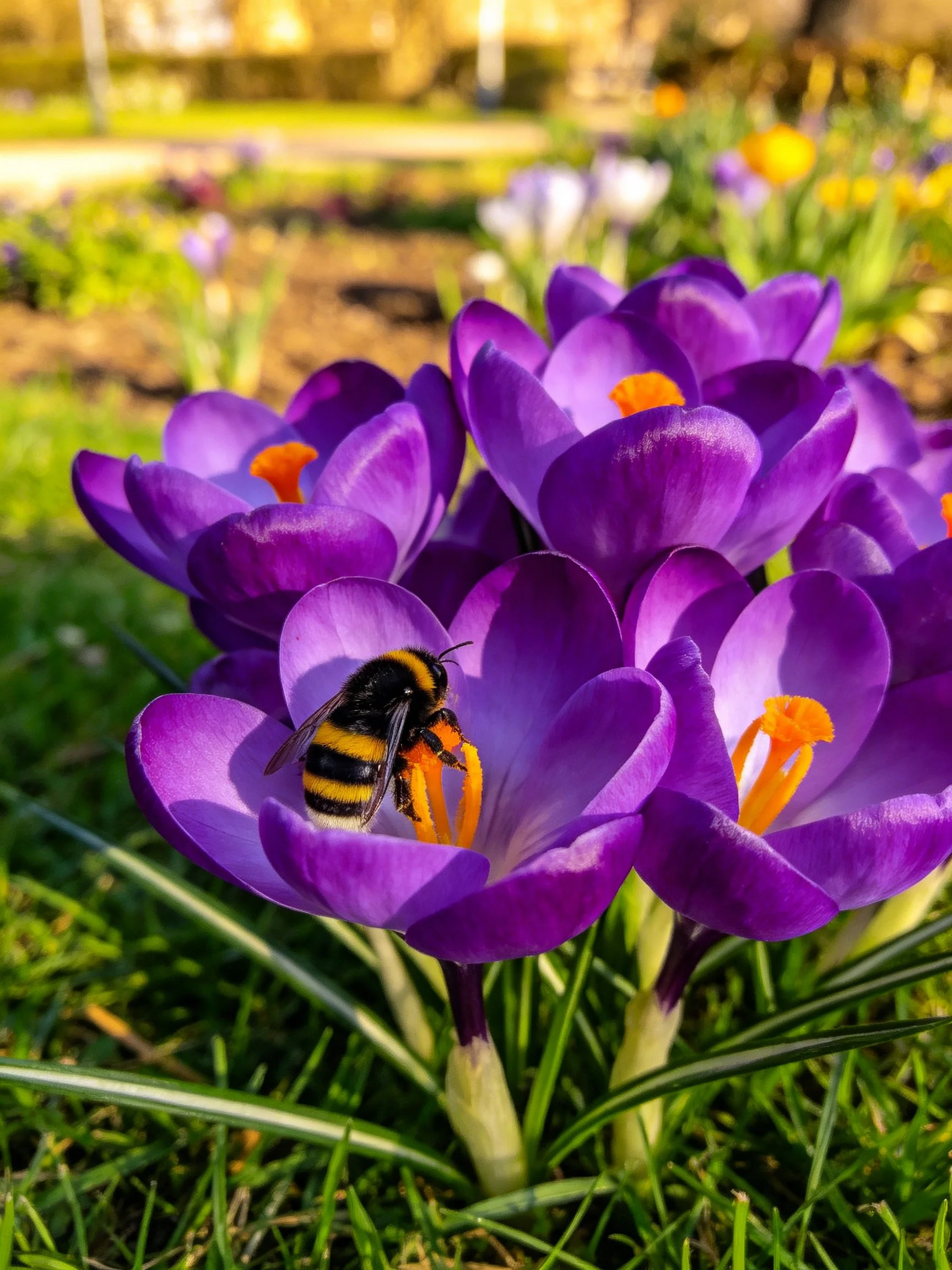A bumblebee gathers nectar from vibrant purple crocus flowers