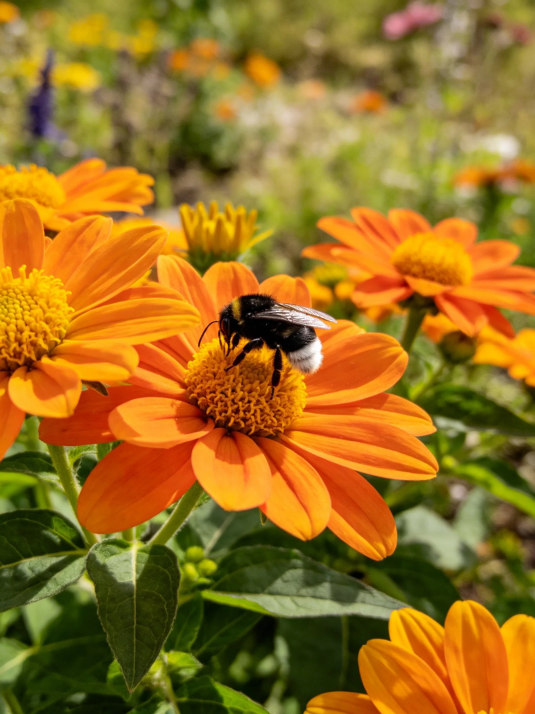 A bumblebee on vibrant orange flowers collecting nectar