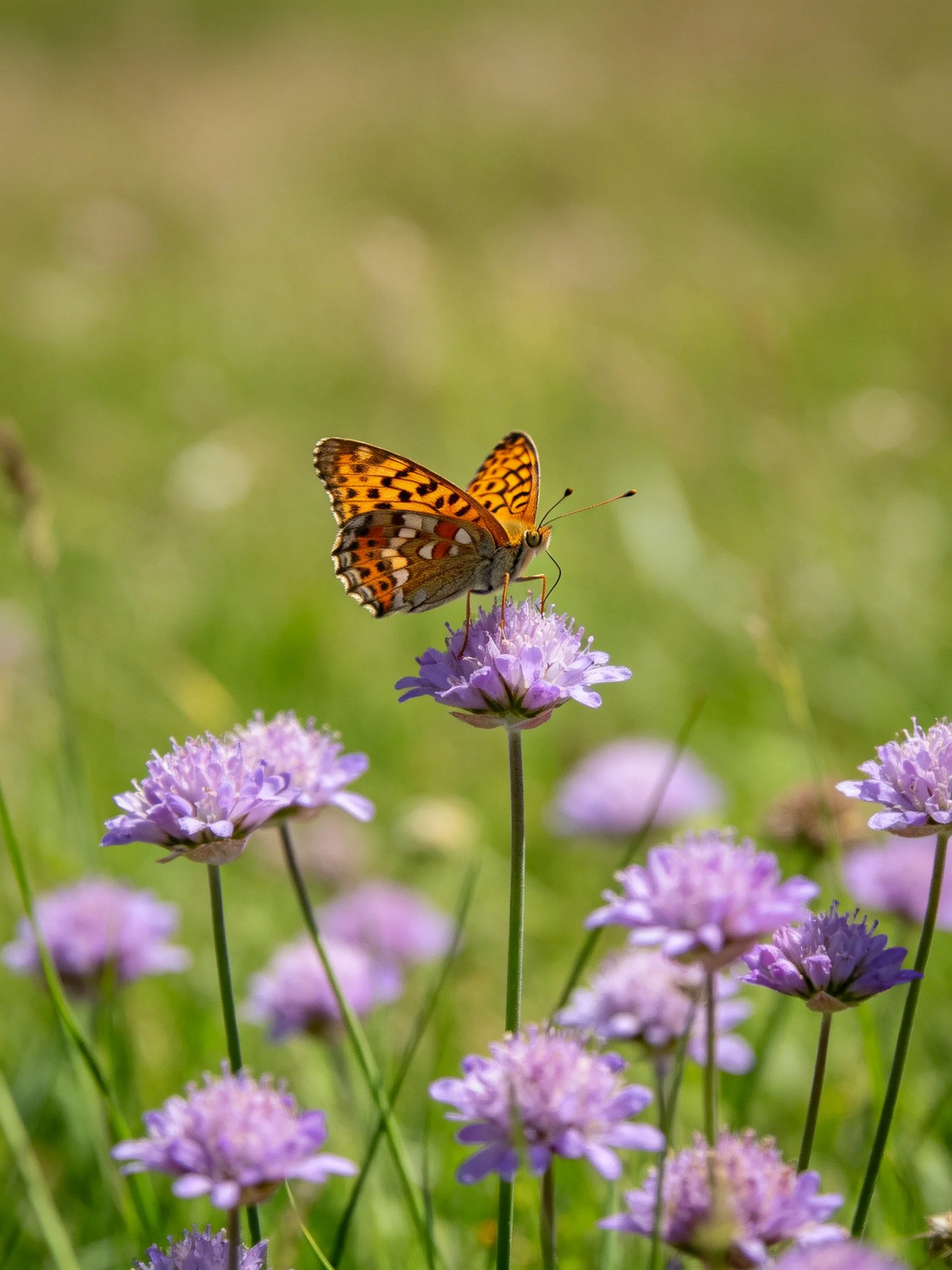 A butterfly perches on vibrant purple flowers in a green meadow