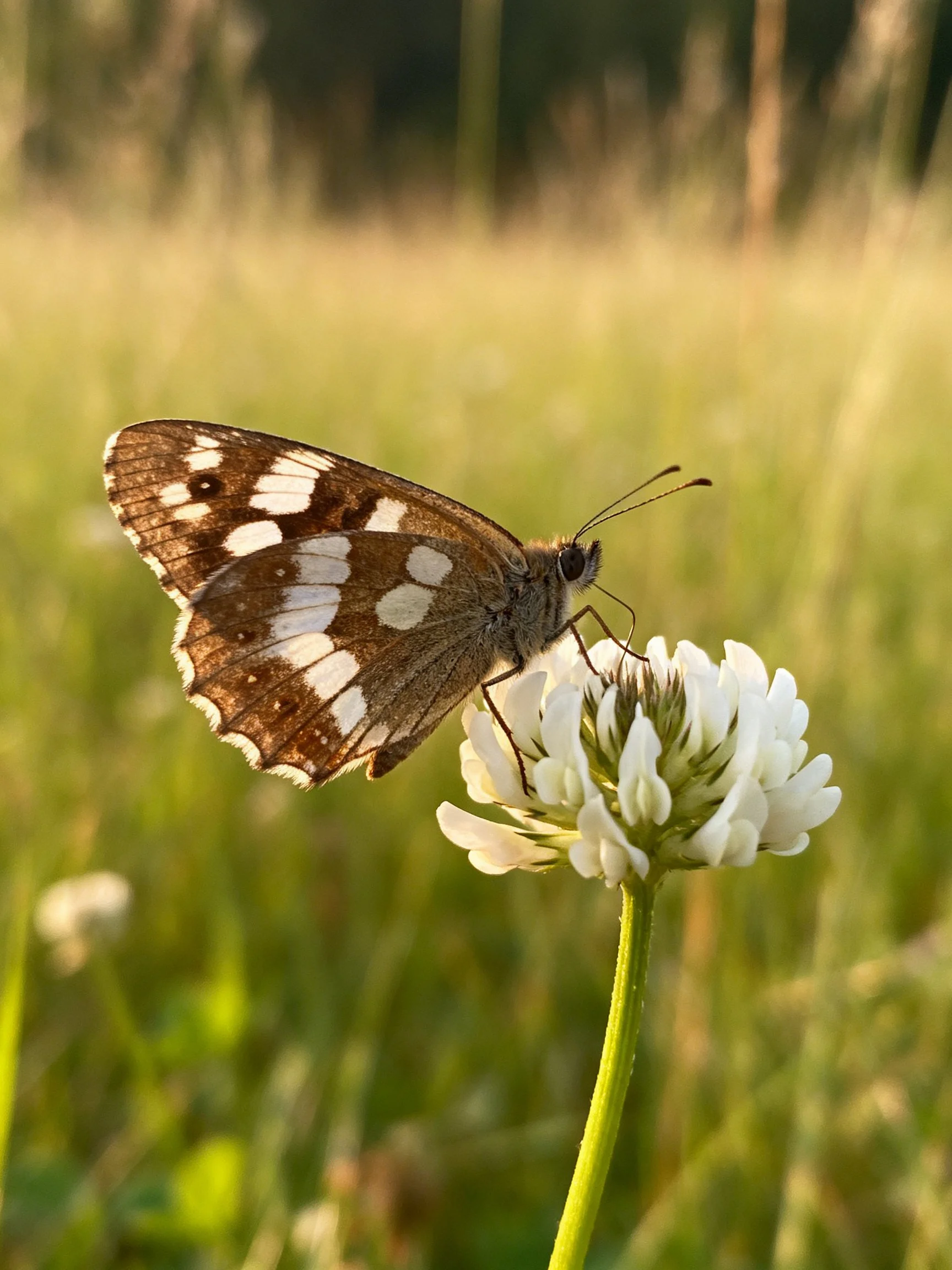 A butterfly with brown and white wings perched on a white clover blossom