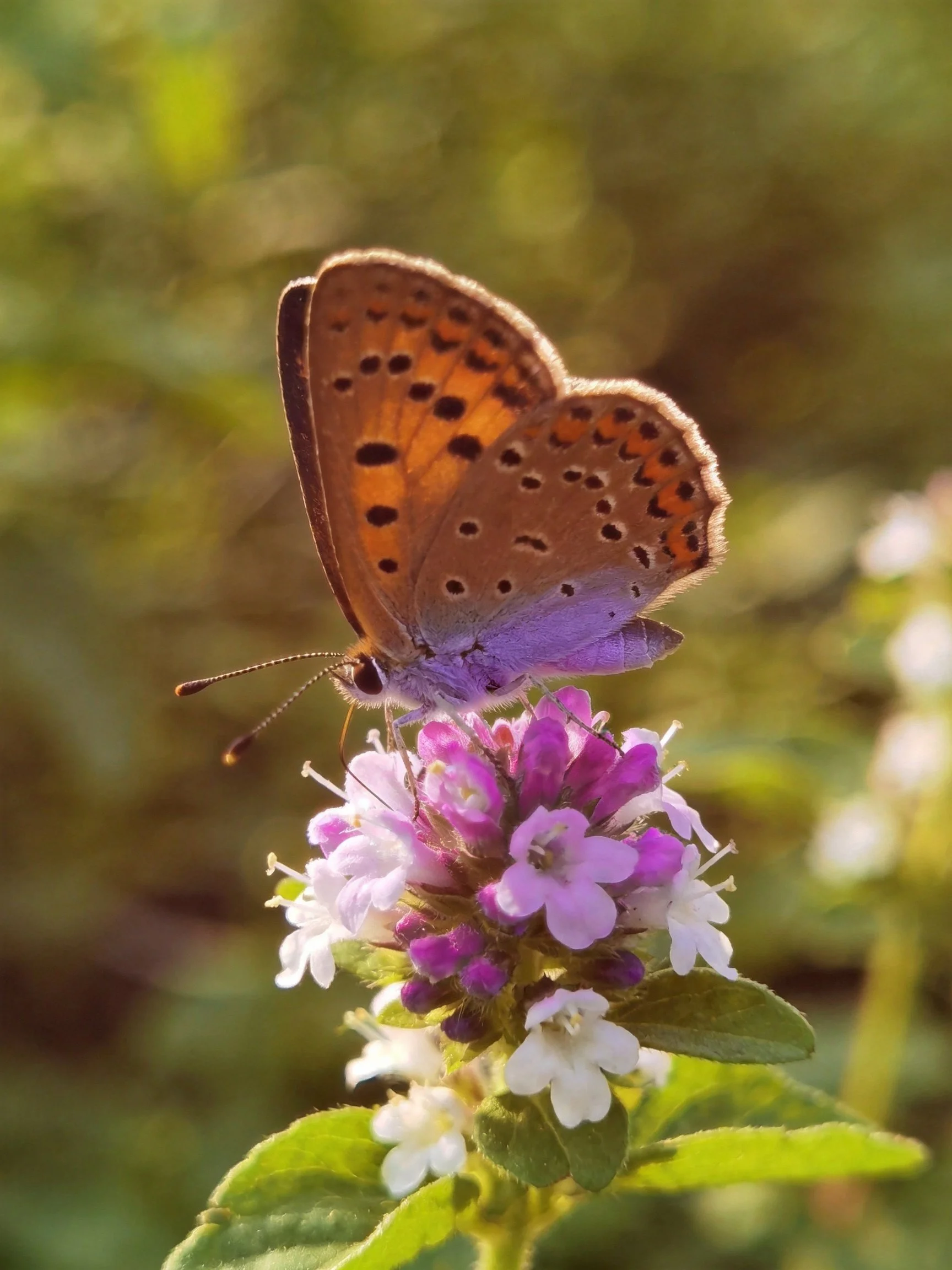 A butterfly with brown-orange wings and black spots perches on a pink-purple flower cluster