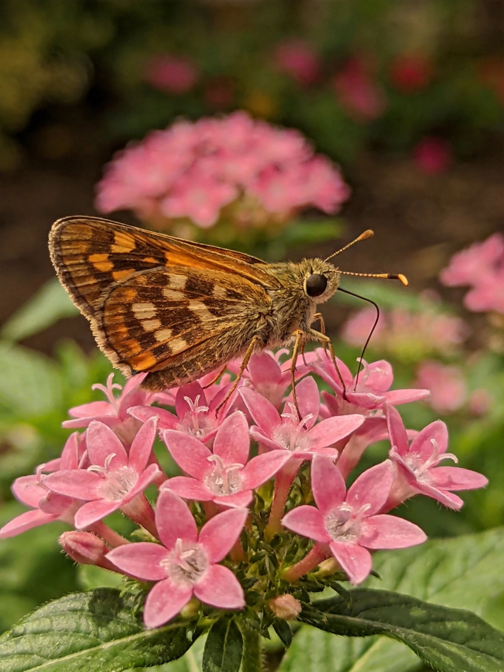 A butterfly with brown patterned wings on vibrant pink flowers