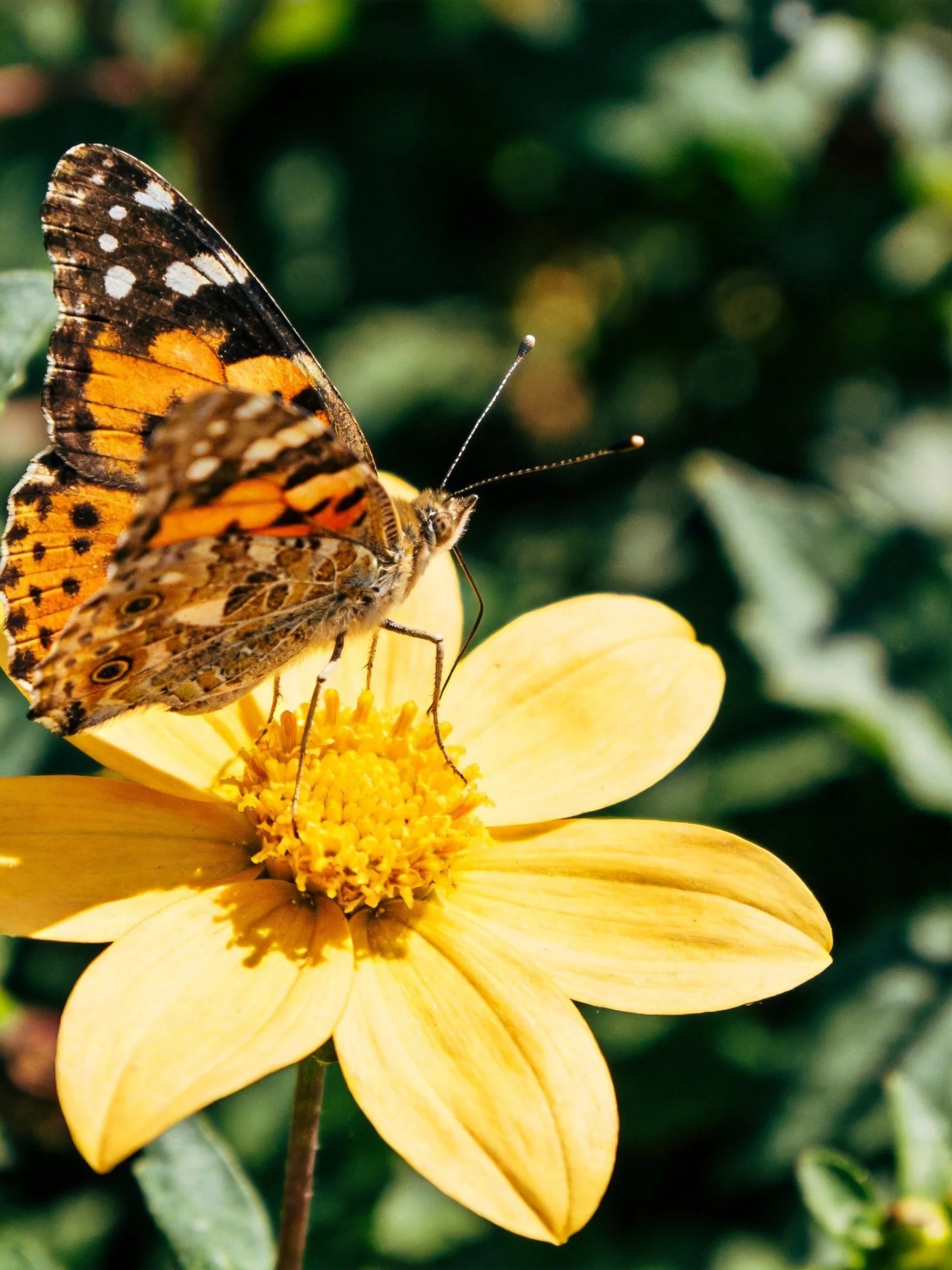 A butterfly with orange and brown wings on a large yellow flower