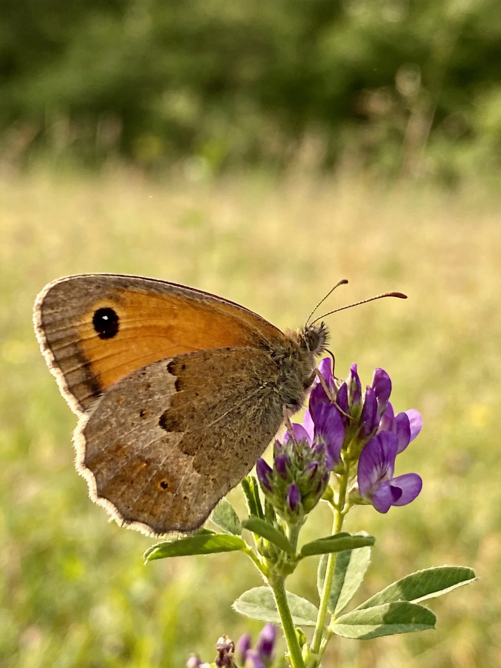 A butterfly with orange-brown wings perched on vibrant purple flowers