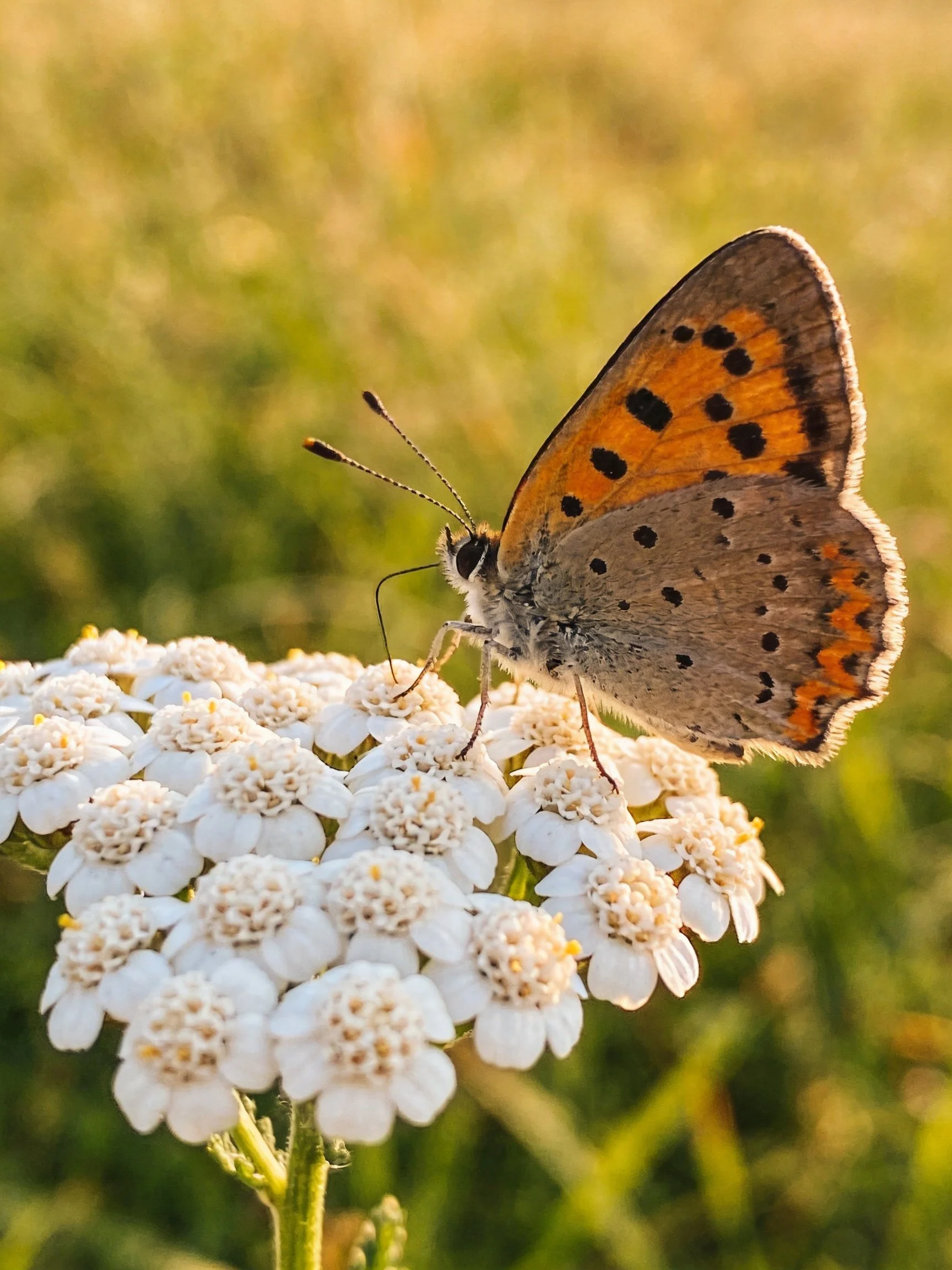 A butterfly with orange-brown wings perches on white clustered flowers