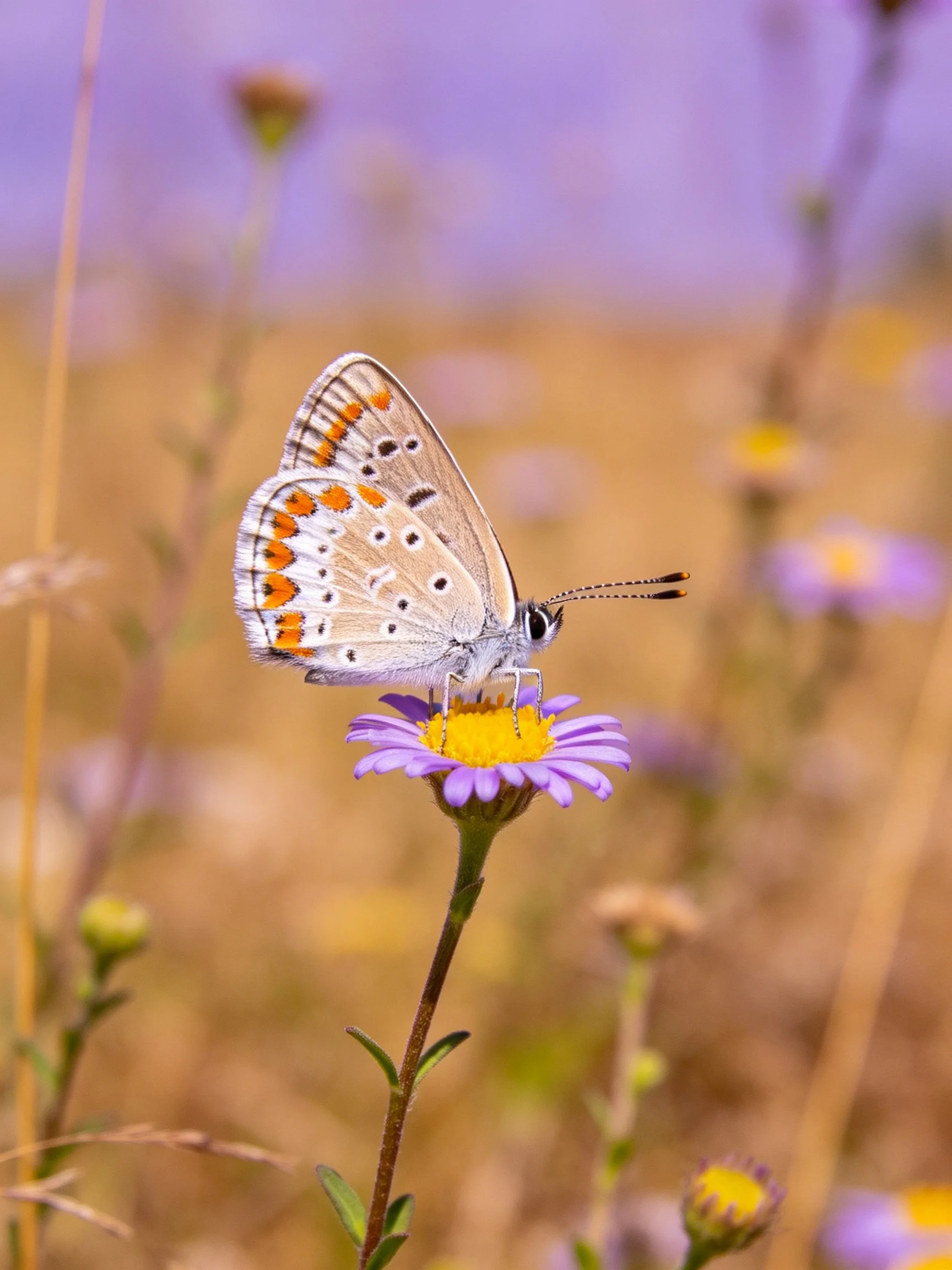 A butterfly with orange-spotted wings on a purple flower in a meadow
