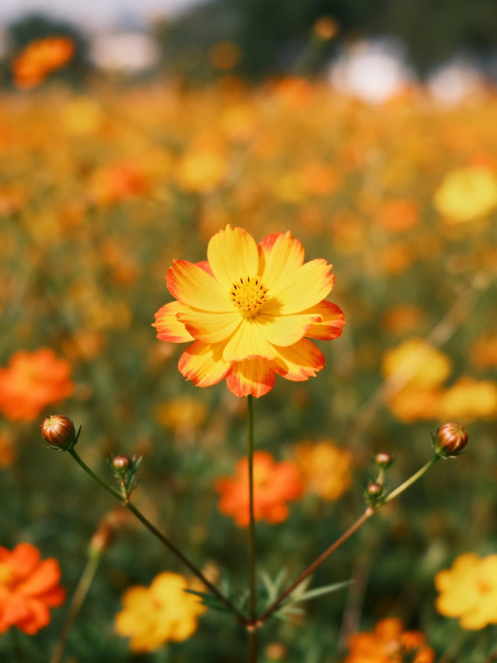 A central yellow-orange flower amid a field of blurred, colorful blooms