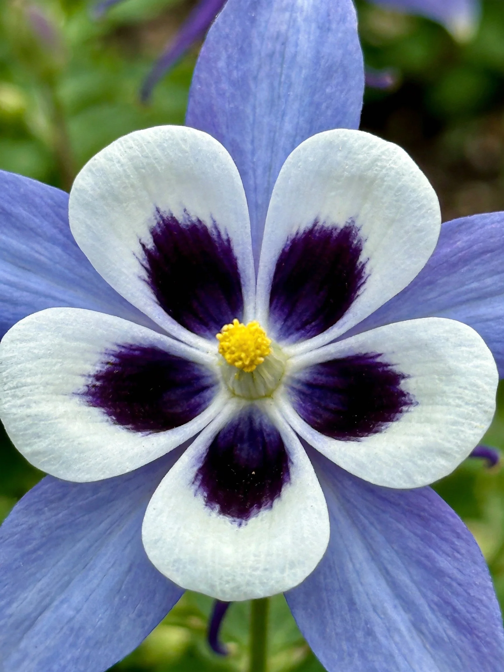 A close-up of a blue and white flower with dark purple accents