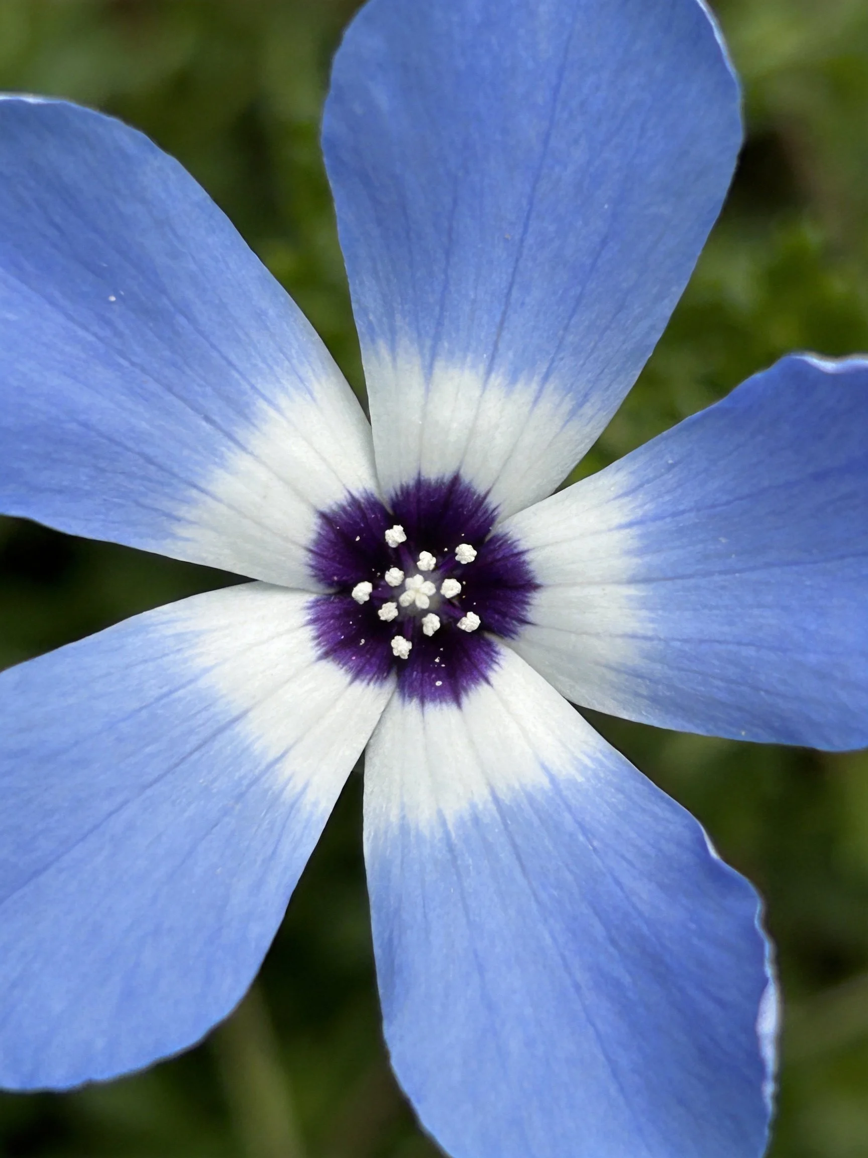 A close - up of a blue petal flower with white and purple centers