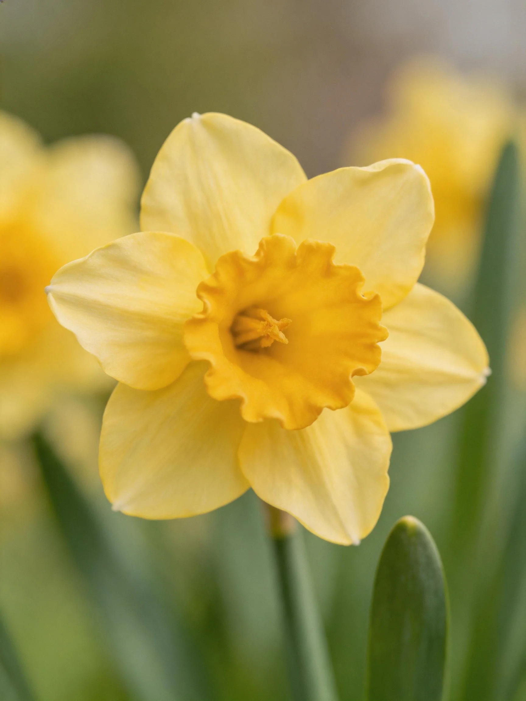 A close-up of a bright yellow daffodil with blurred flowers