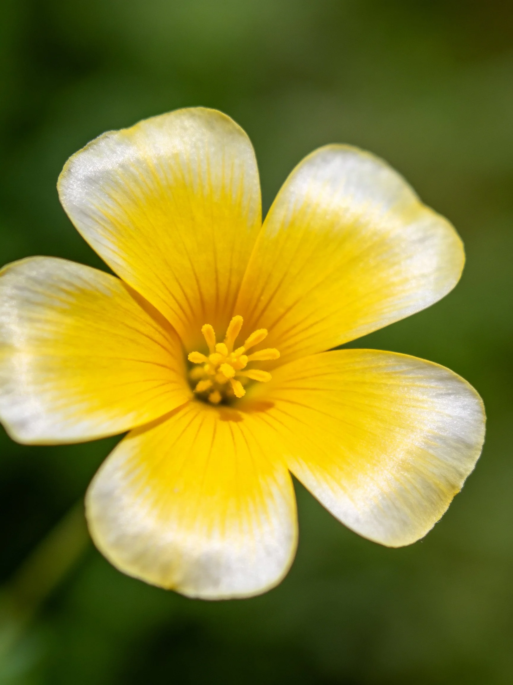 A close - up of a five - petaled yellow and white flower