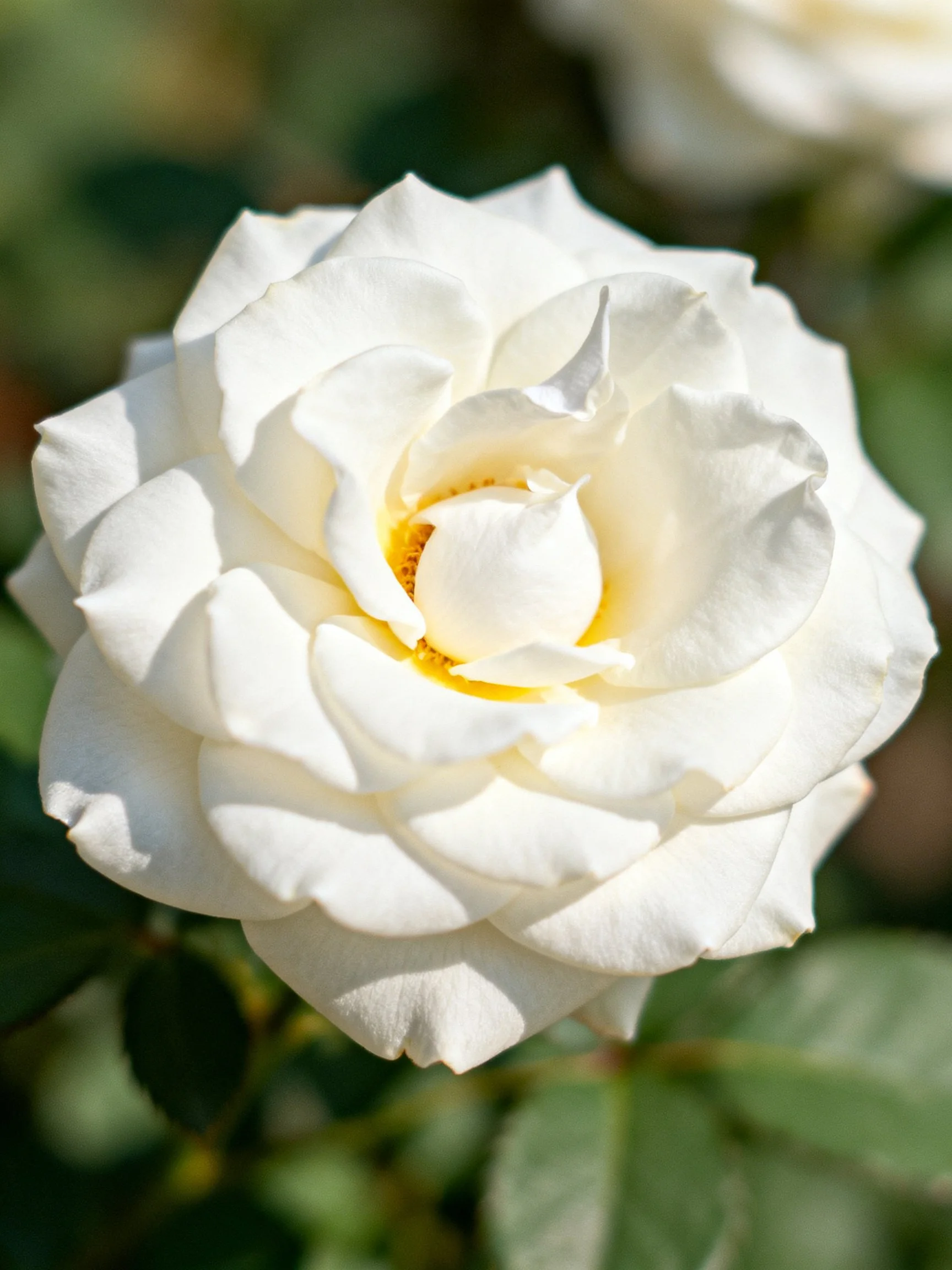 A close - up of a fully bloomed white rose with layered petals