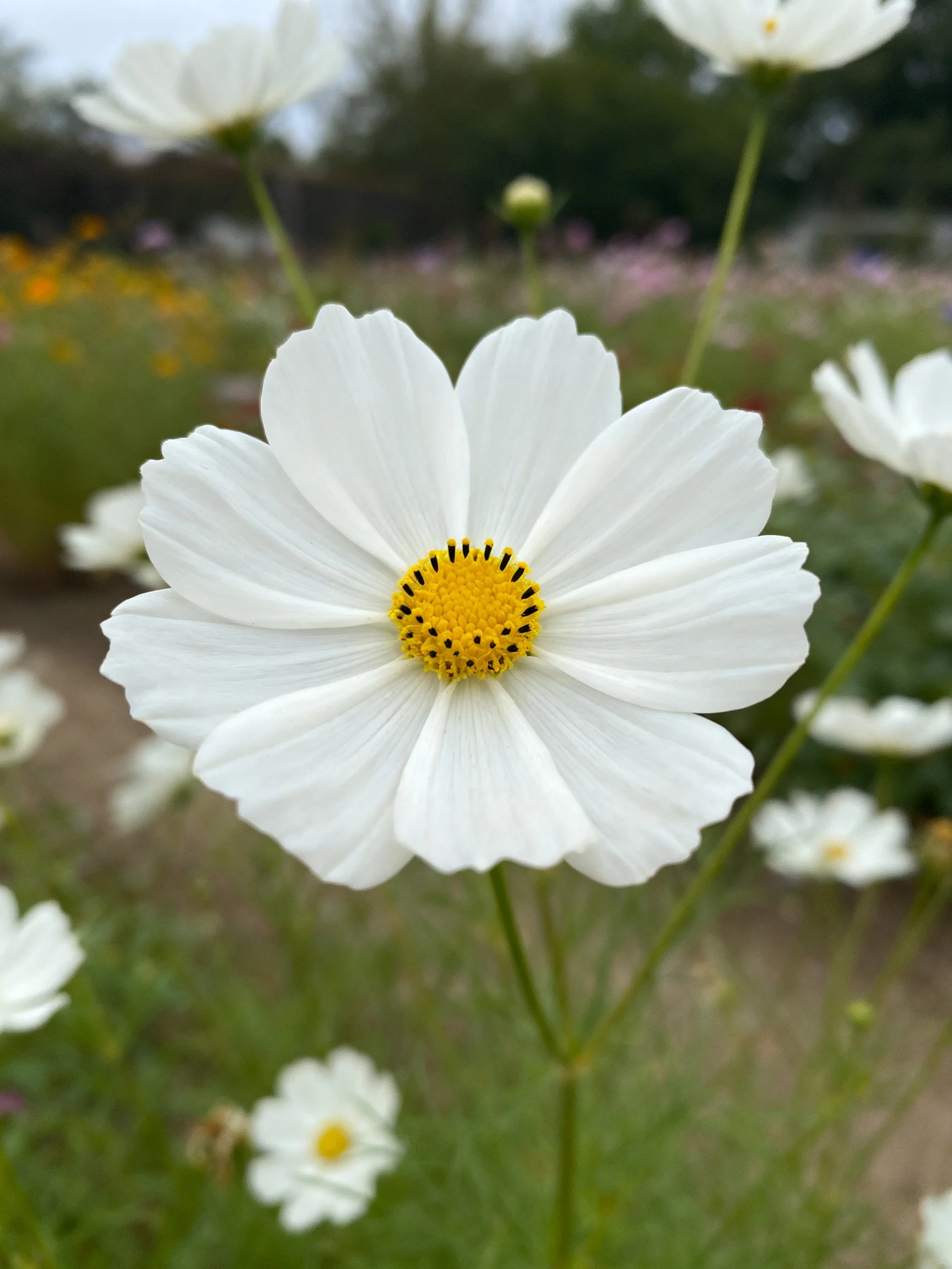 A close - up of a large white cosmos flower with a yellow center