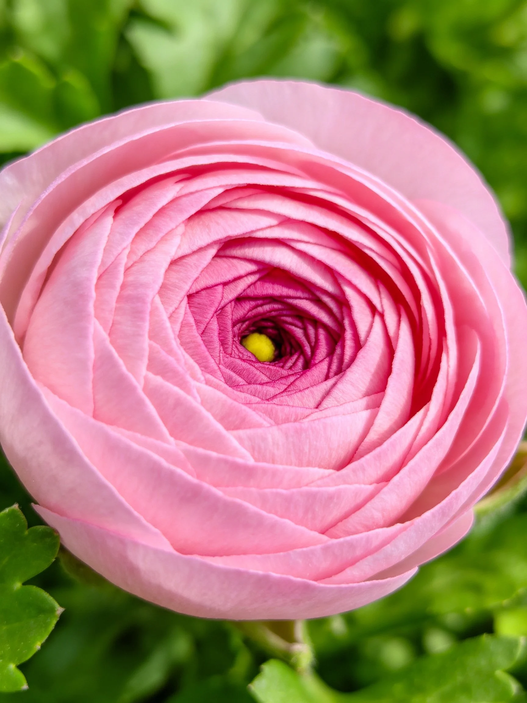 A close-up of a layered pink ranunculus flower with green foliage