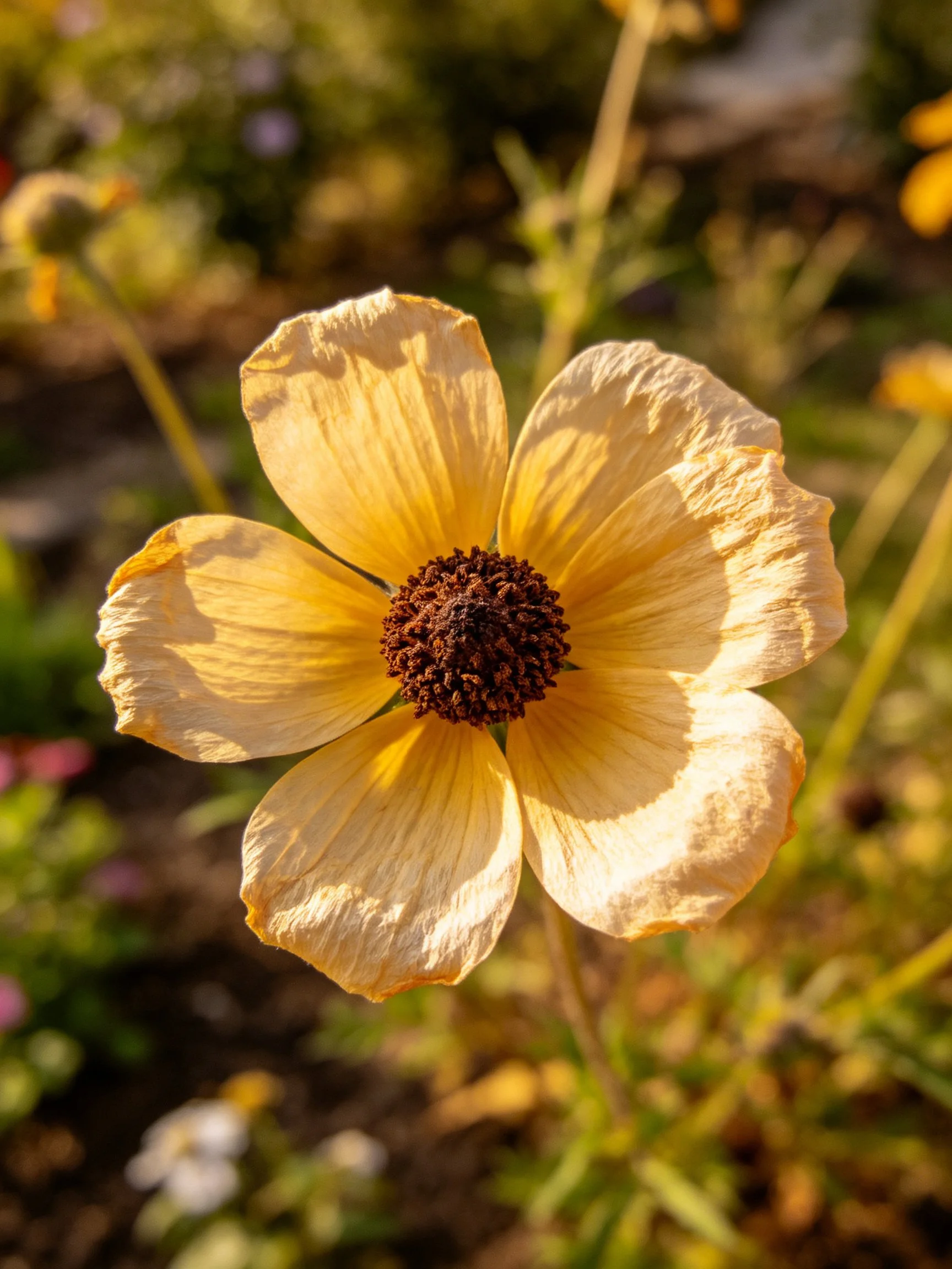 A close - up of a pale yellow flower with a dark brown center