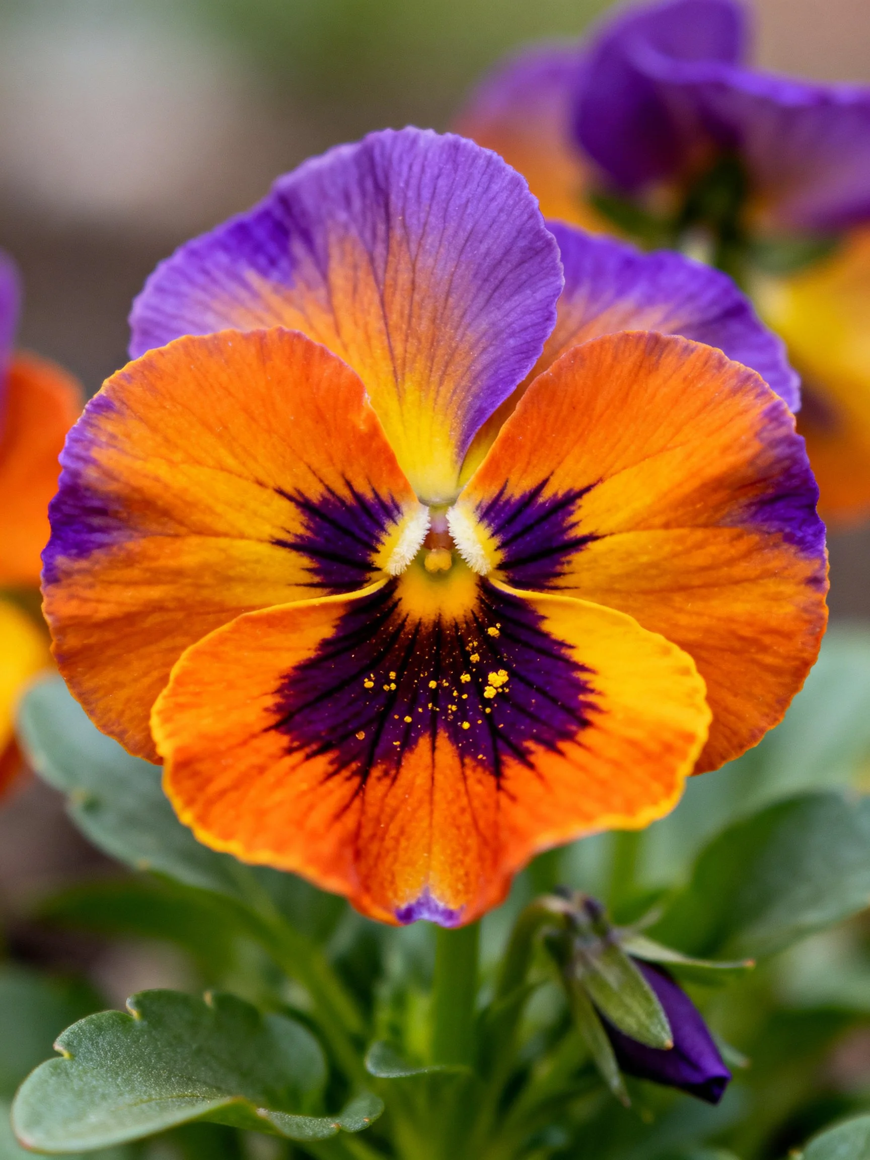 A close - up of a pansy flower with vibrant purple, orange, and yellow petals