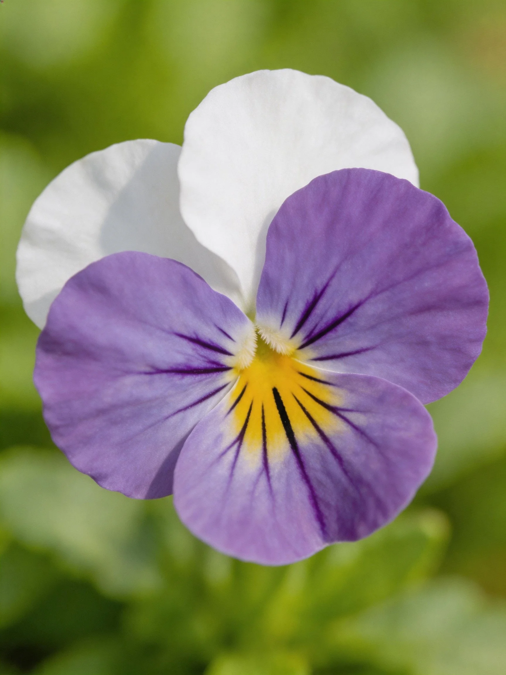 A close - up of a pansy with purple, white, and yellow petals