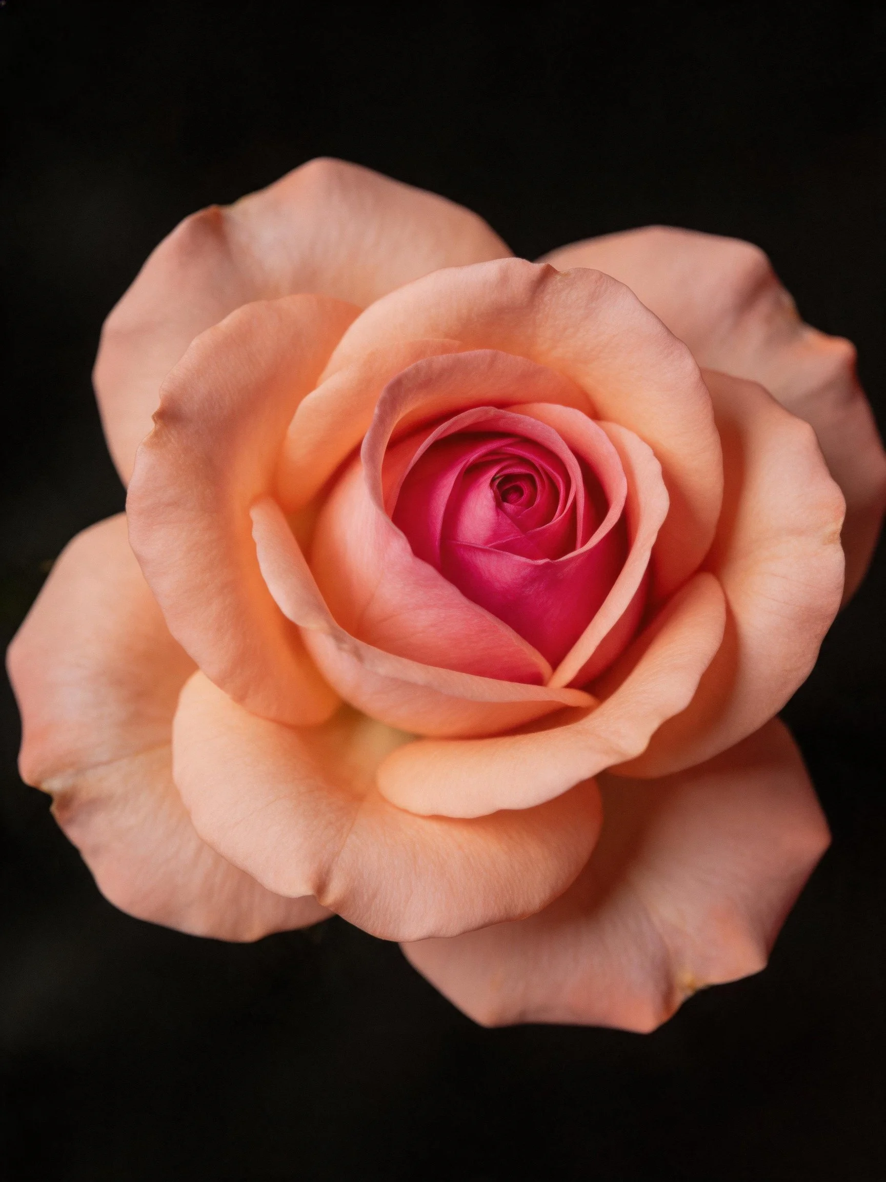 A close-up of a peach-pink rose with a magenta center